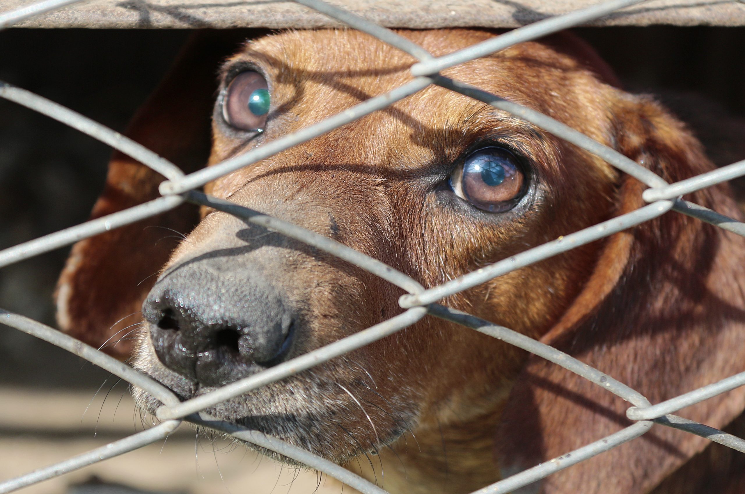 Online vet Memphis TN