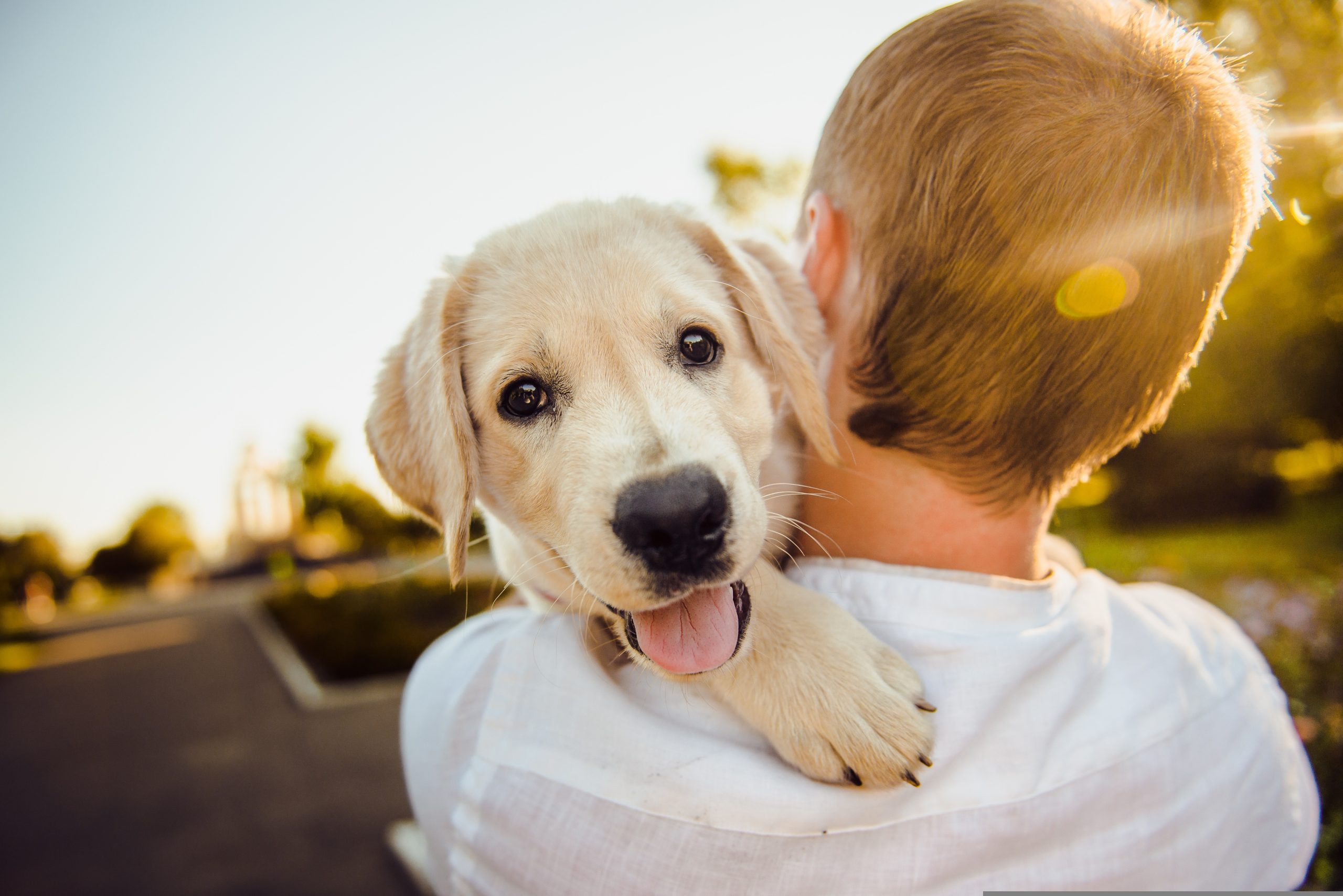 Best Vets Los Angeles CA
