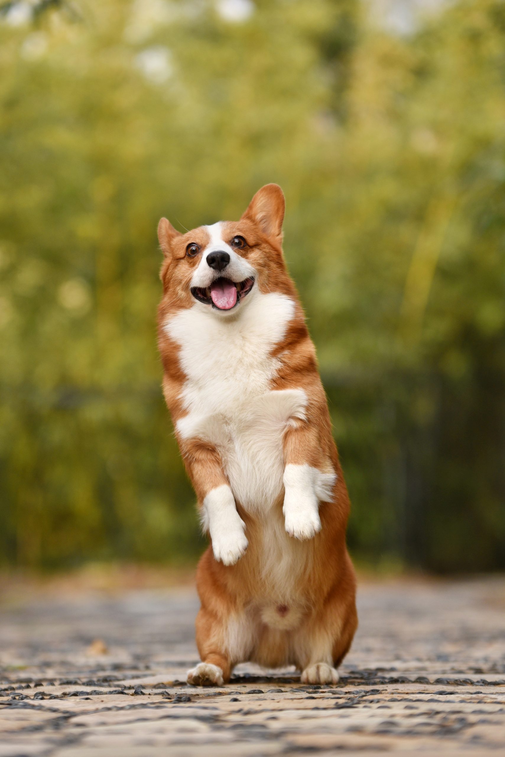 Phil Dog
