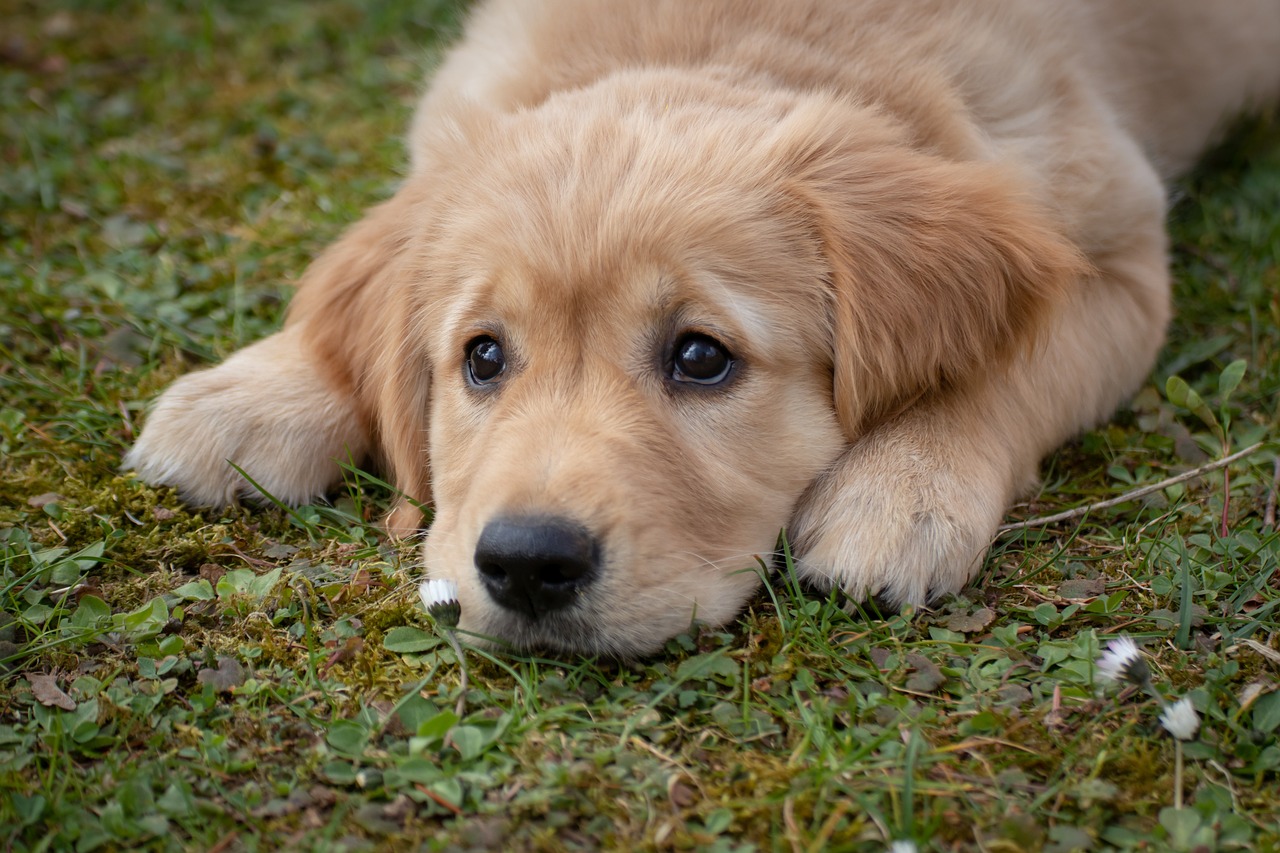 Vets Near Me for Dogs Houston TX