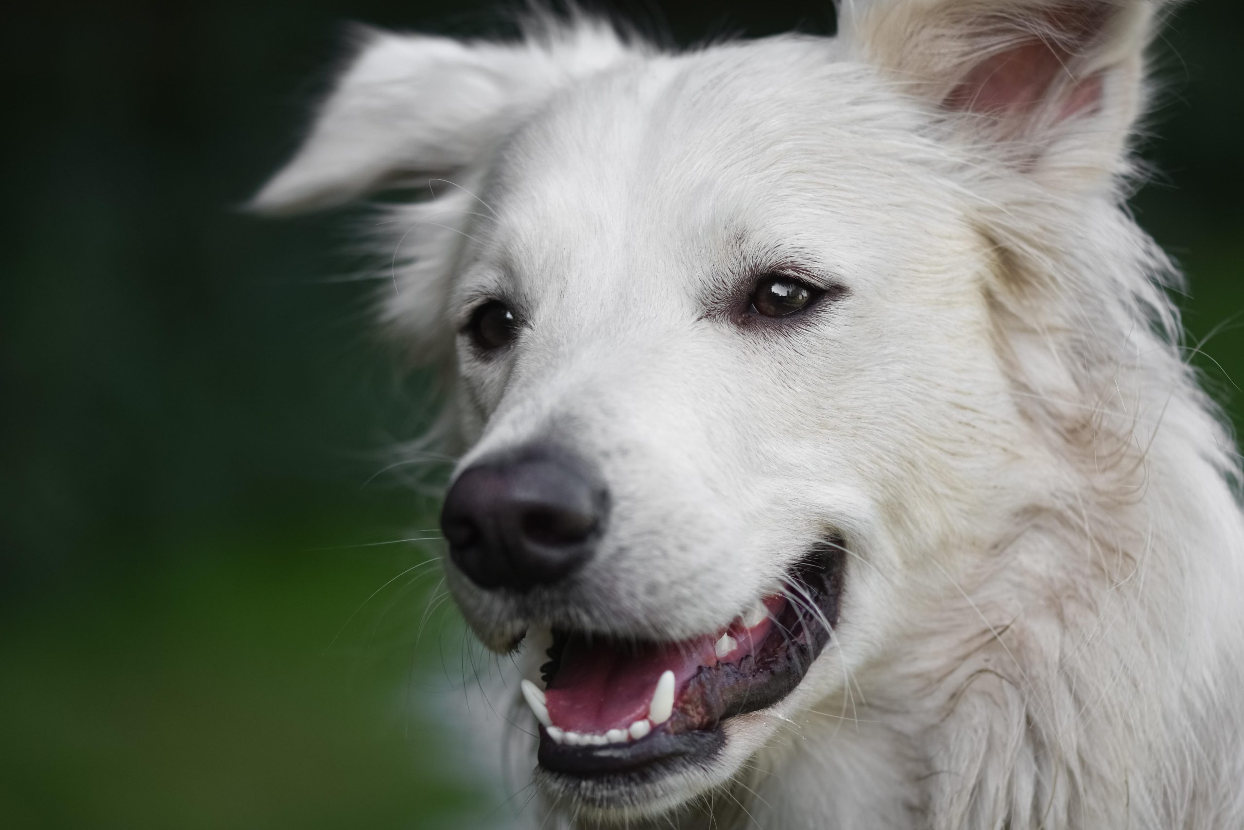 Online Vet Jacksonville FL