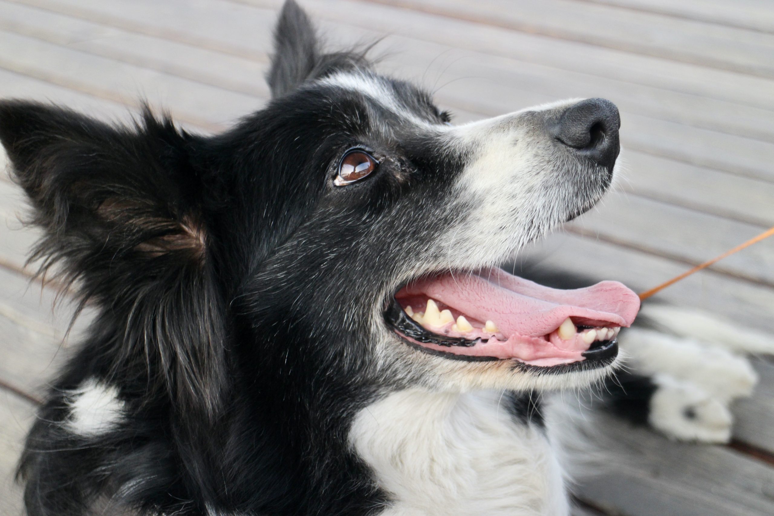 Online Vet Appointment Fort Worth TX