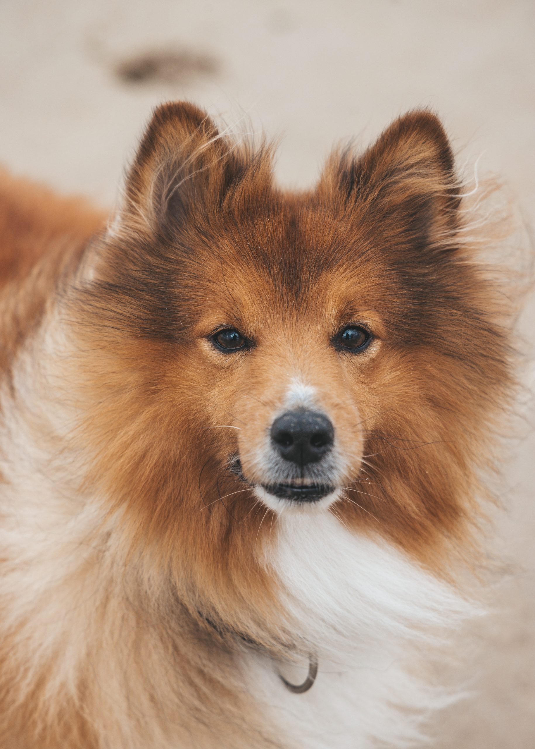 Veterinarian Austin TX