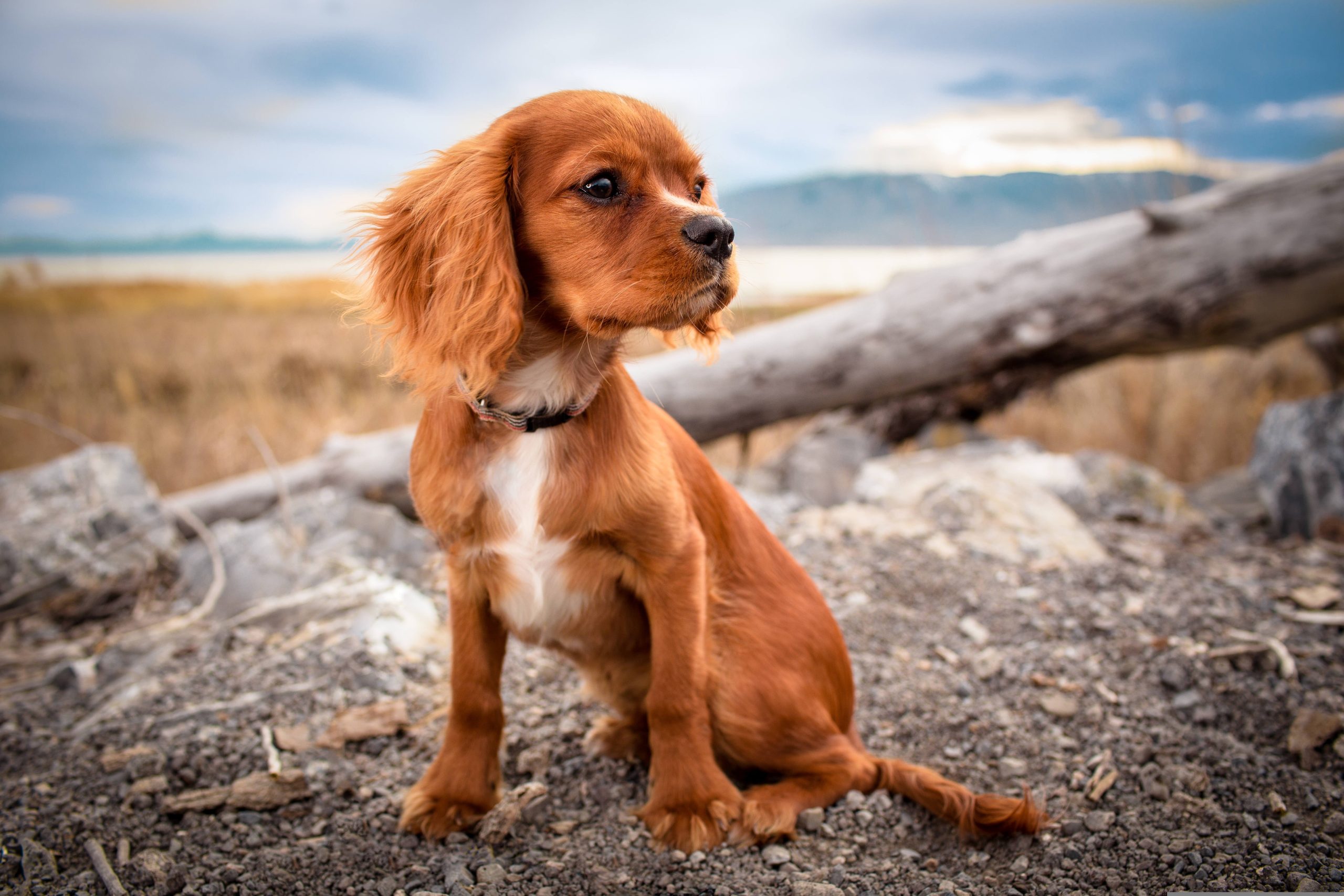 Veterinarian San Antonio TX