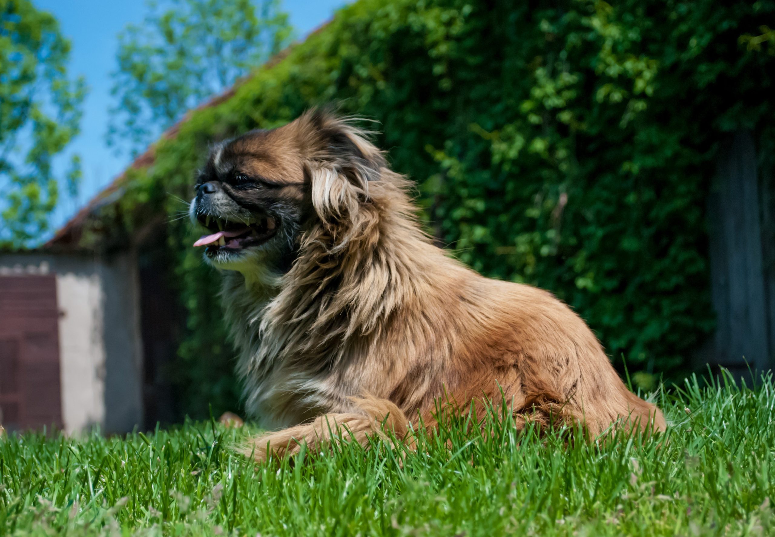 Online Vet Appointment Miami FL