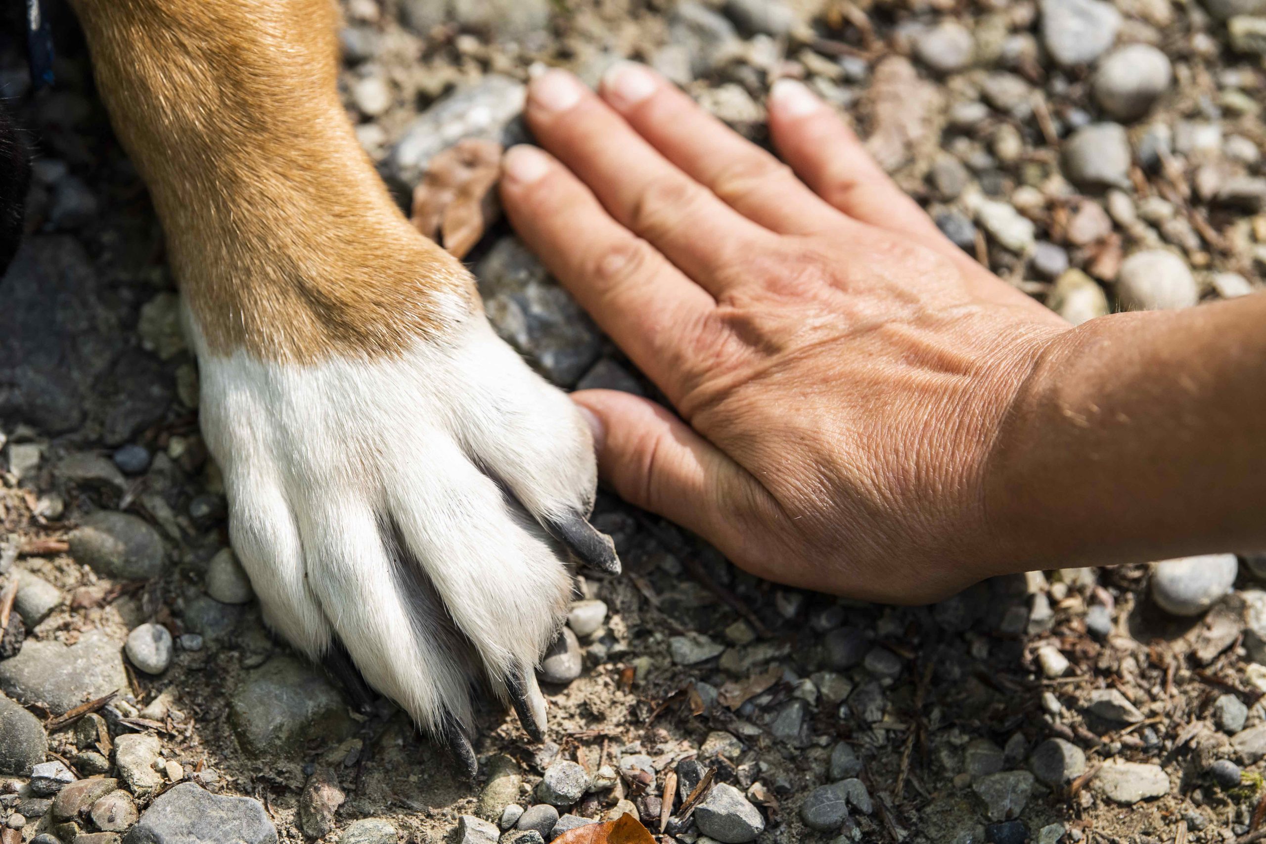 Vets Near Me for Dogs Houston TX