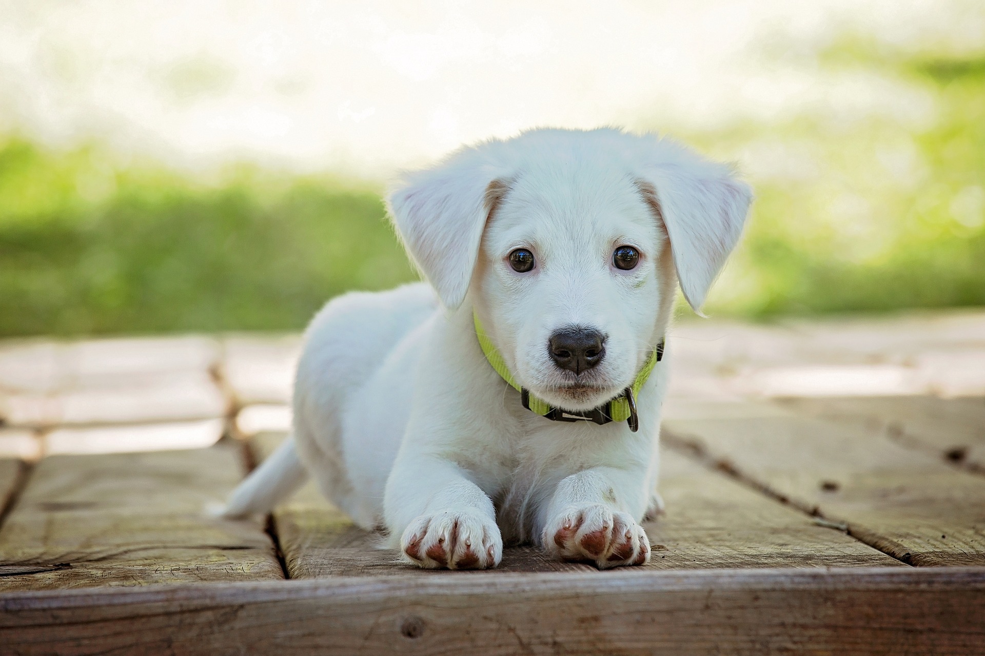 Best Vets Los Angeles CA