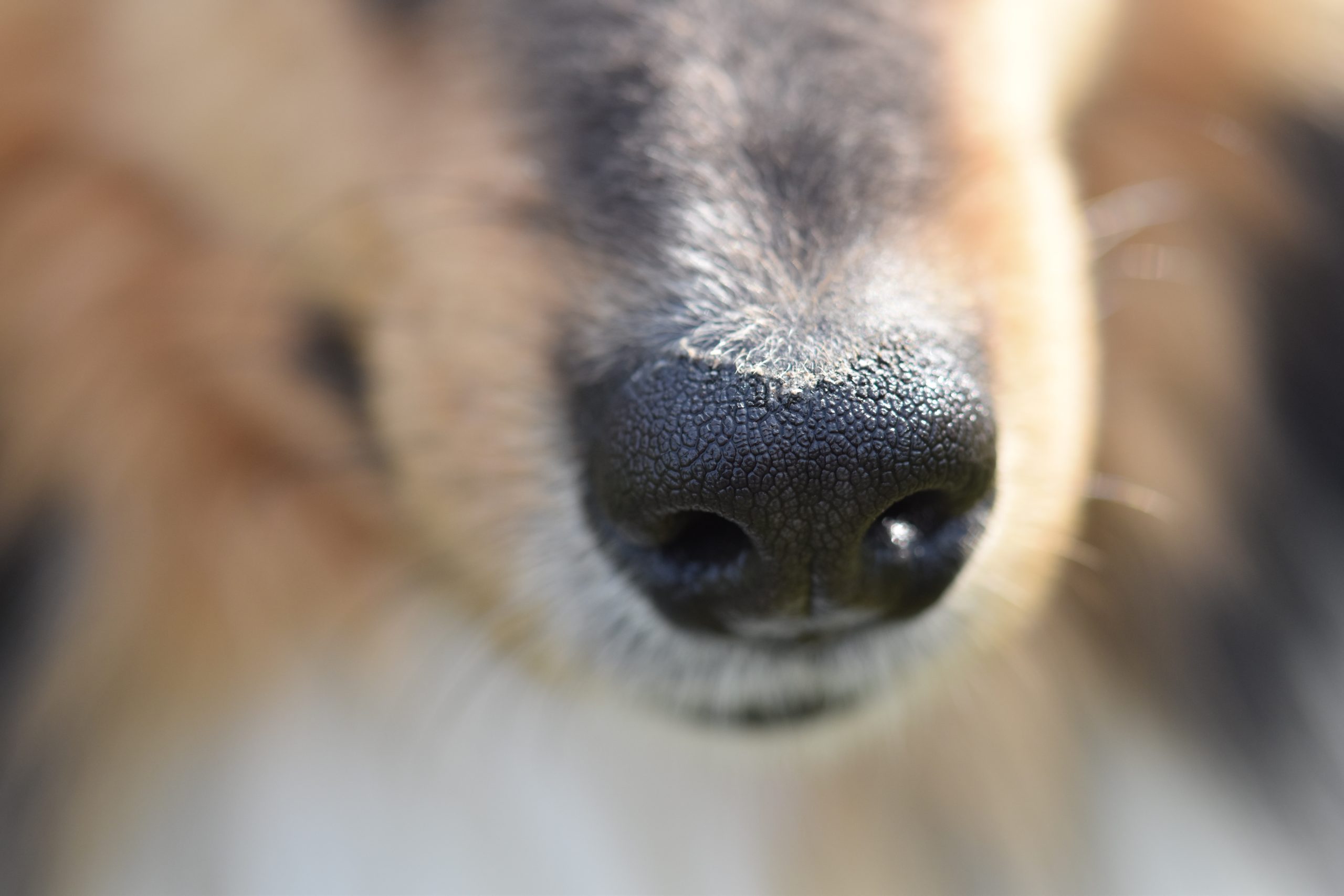 Vets Near Me For Dogs Gibert AZ