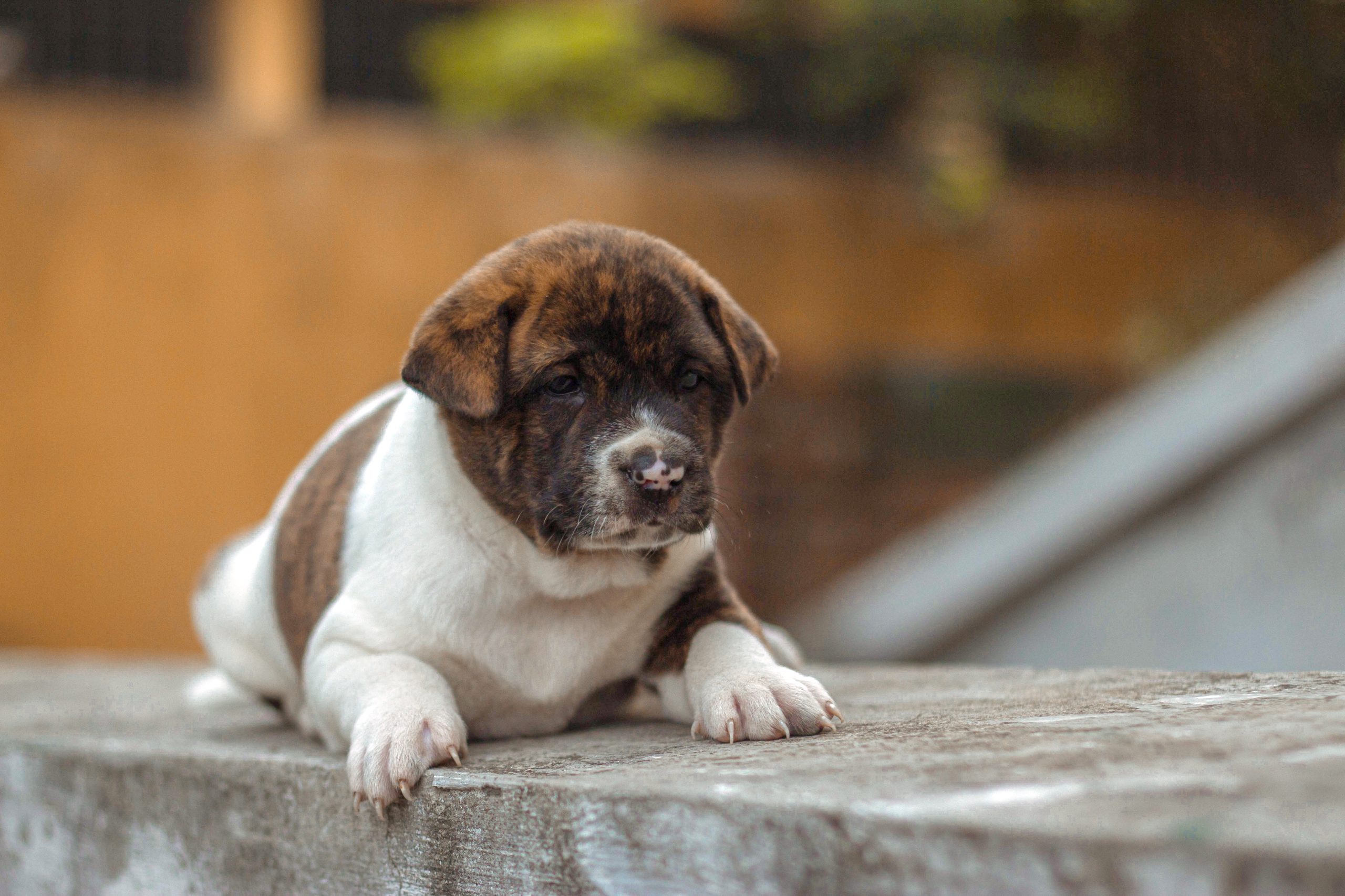 Online Vet Appointment Jersey City NJ