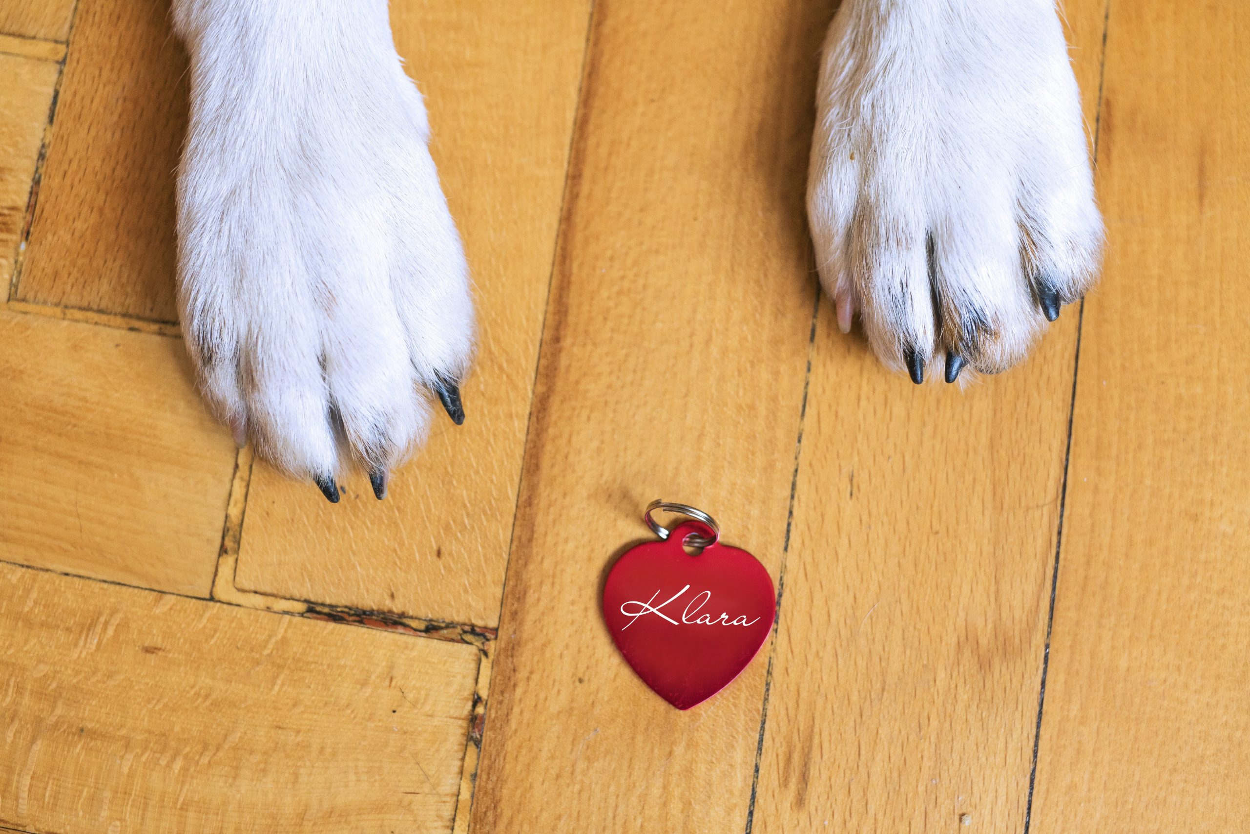 Online Vet Pittsburgh PA