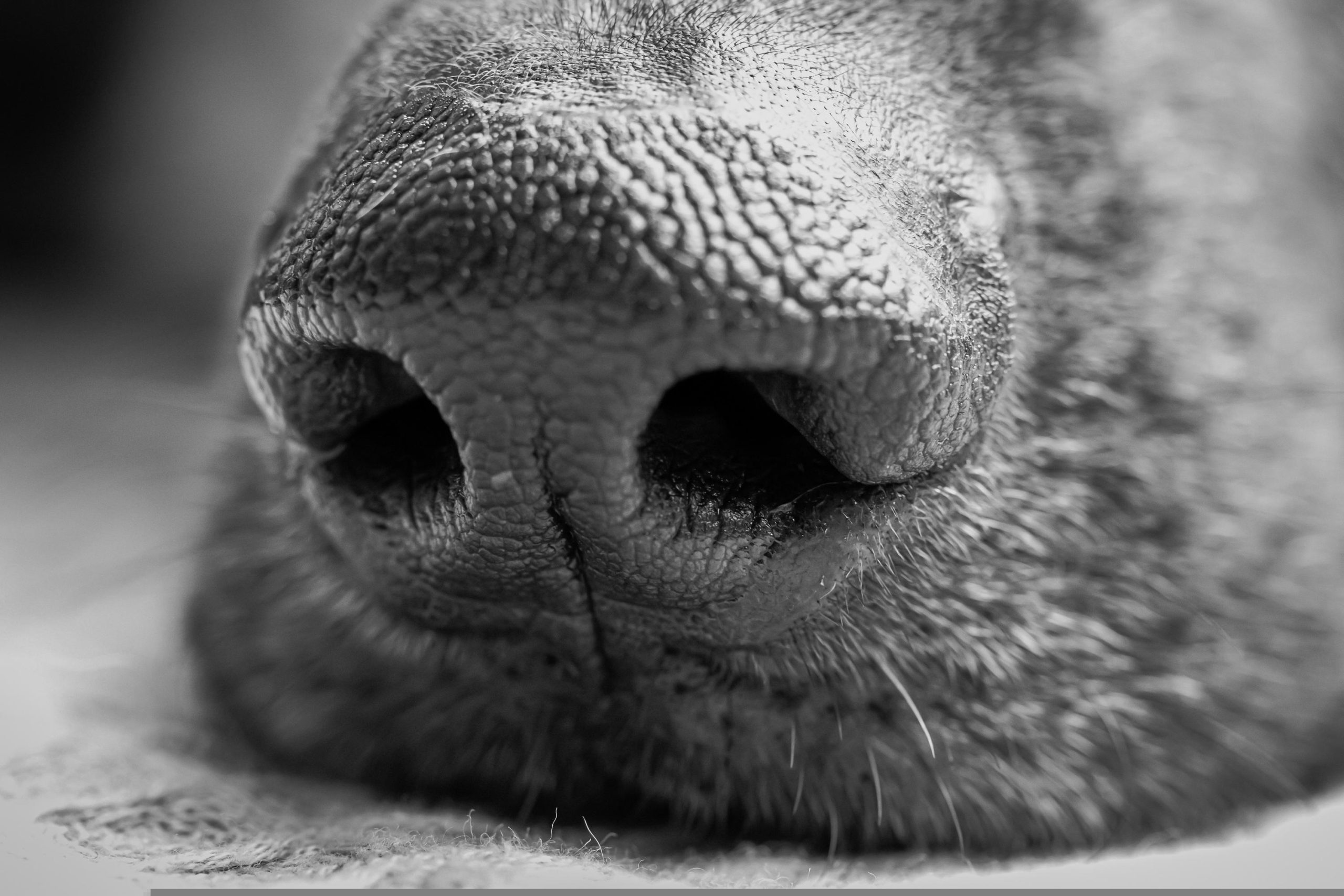 Online Vet Appointment Greensboro NC