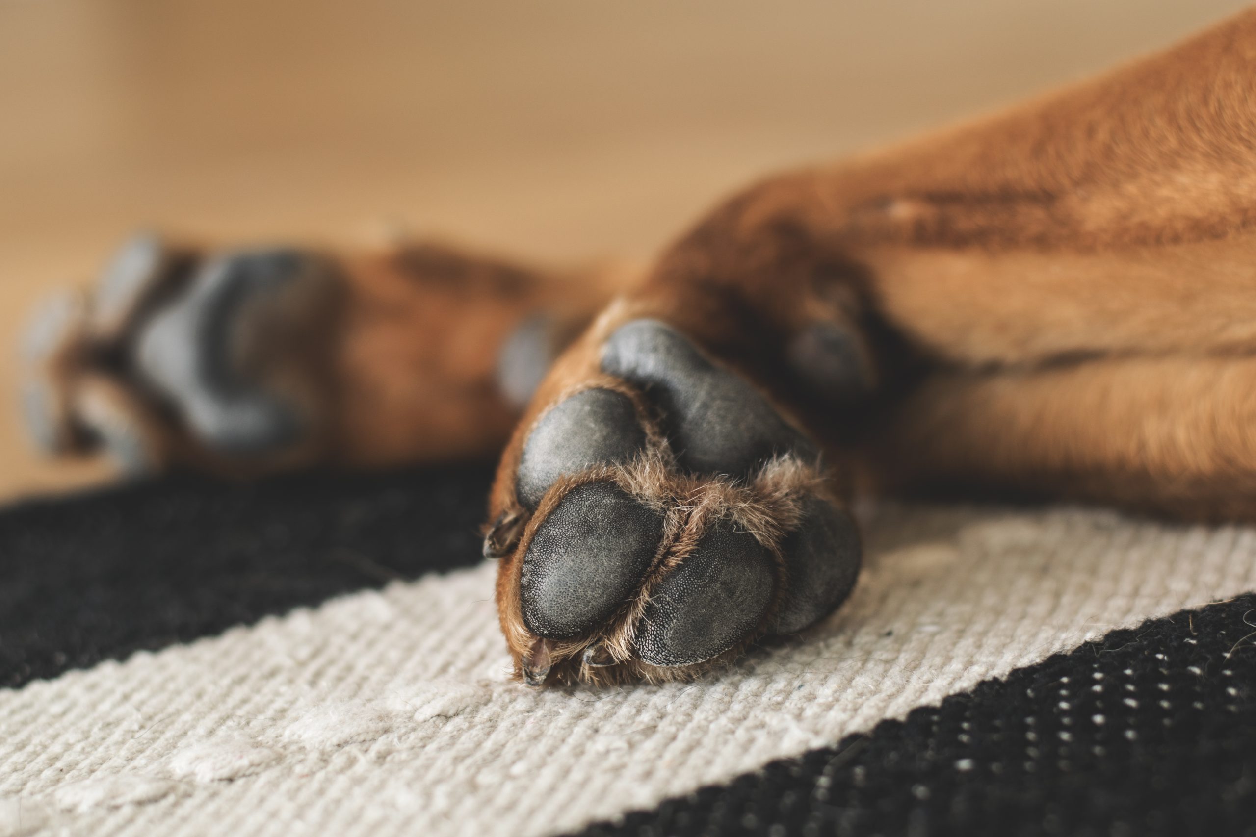 Veterinarian Plano TX