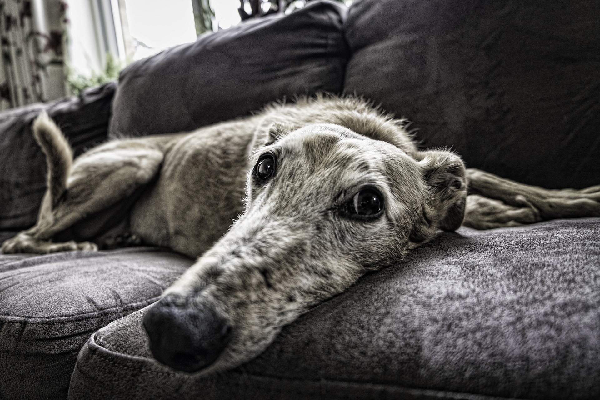 Vets Near Me For Dogs Reno NV