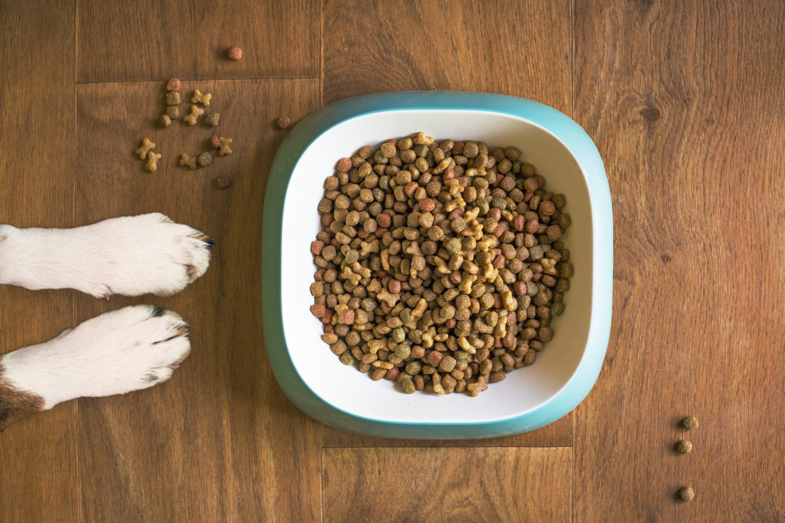Veterinarian Henderson NV 