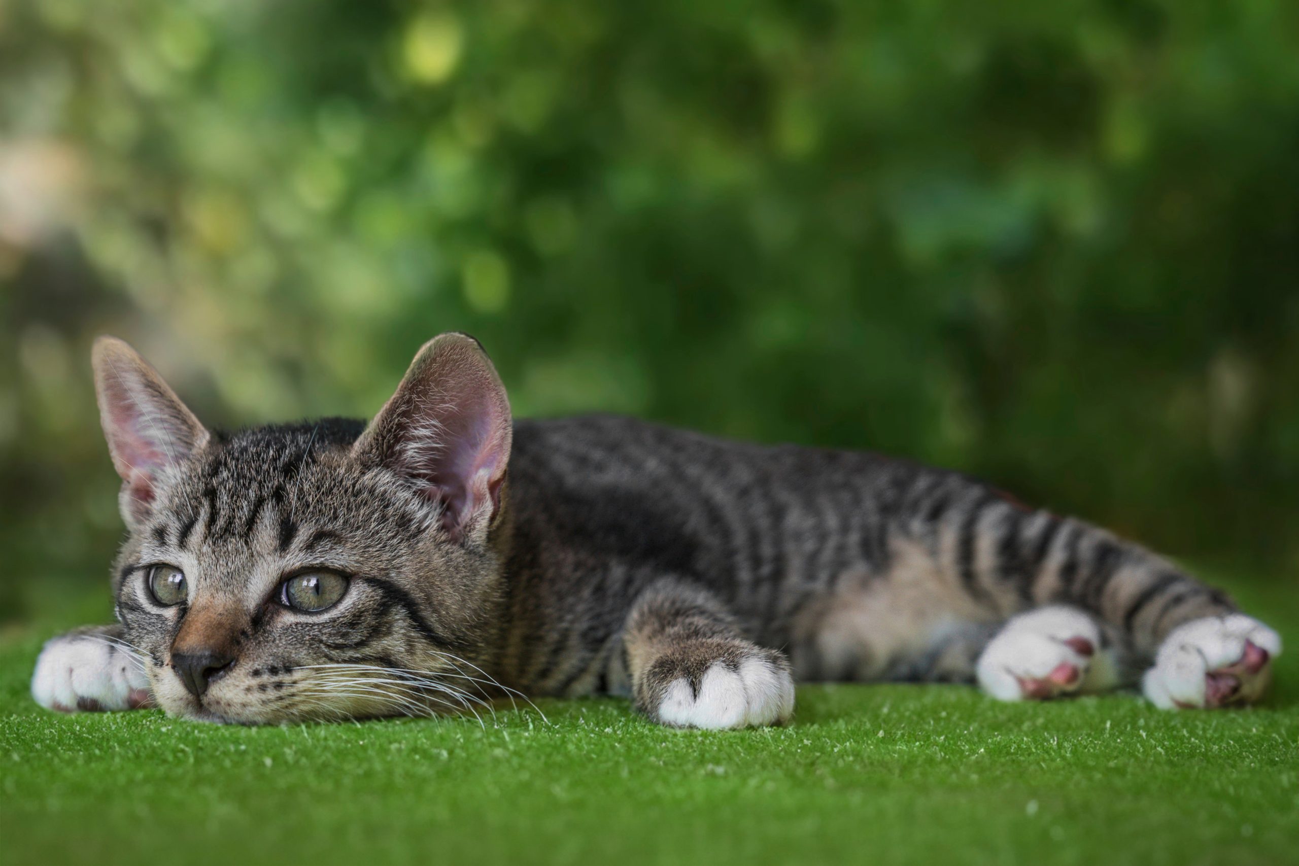 Online Vet Stockton CA
