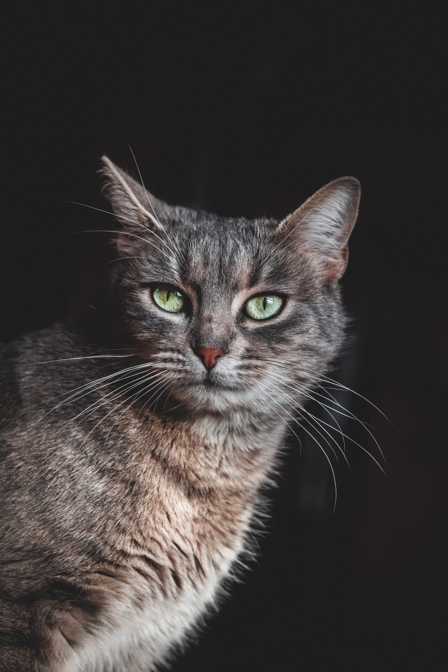 Veterinarian St Louis MO