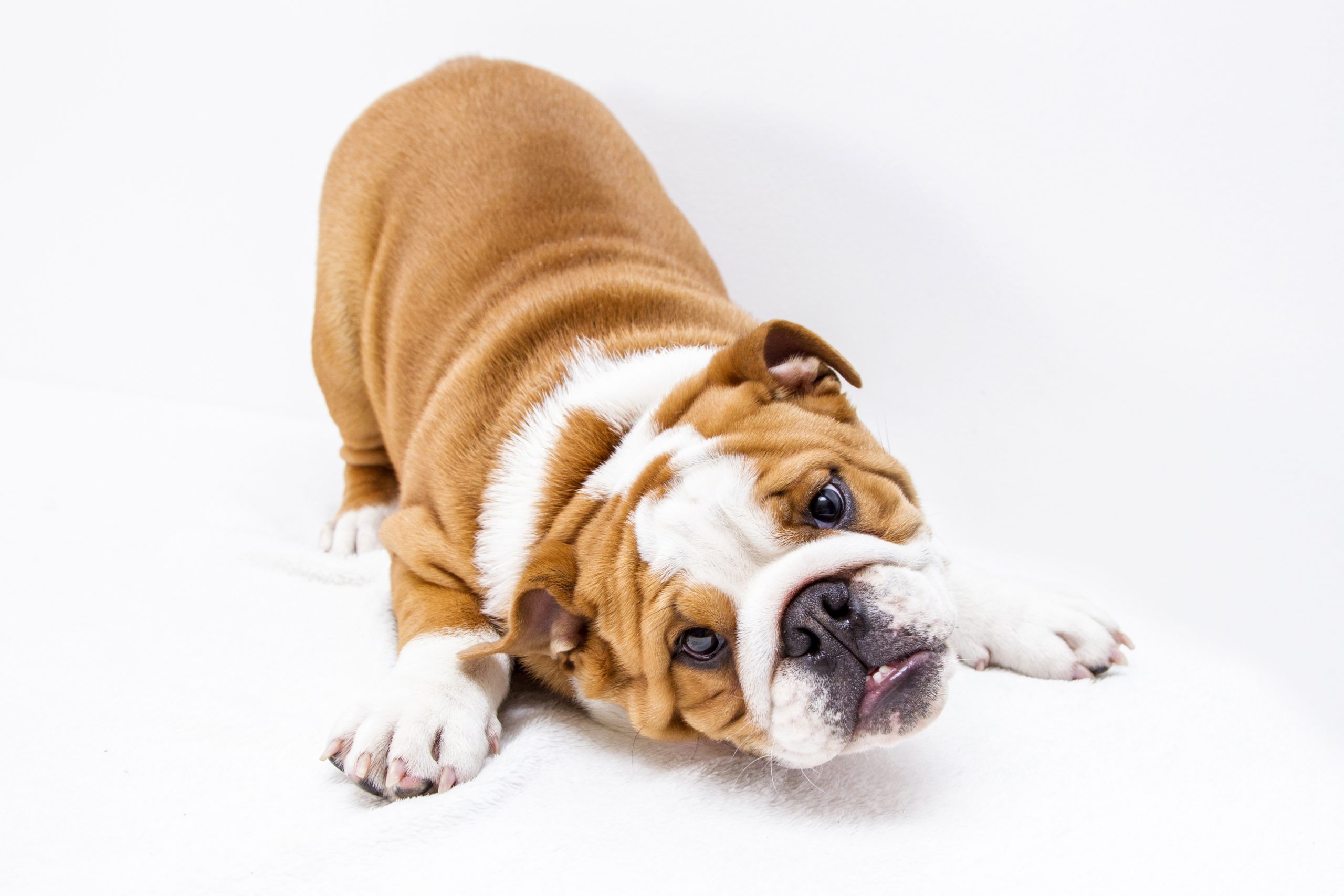 Online Vet Cleveland OH