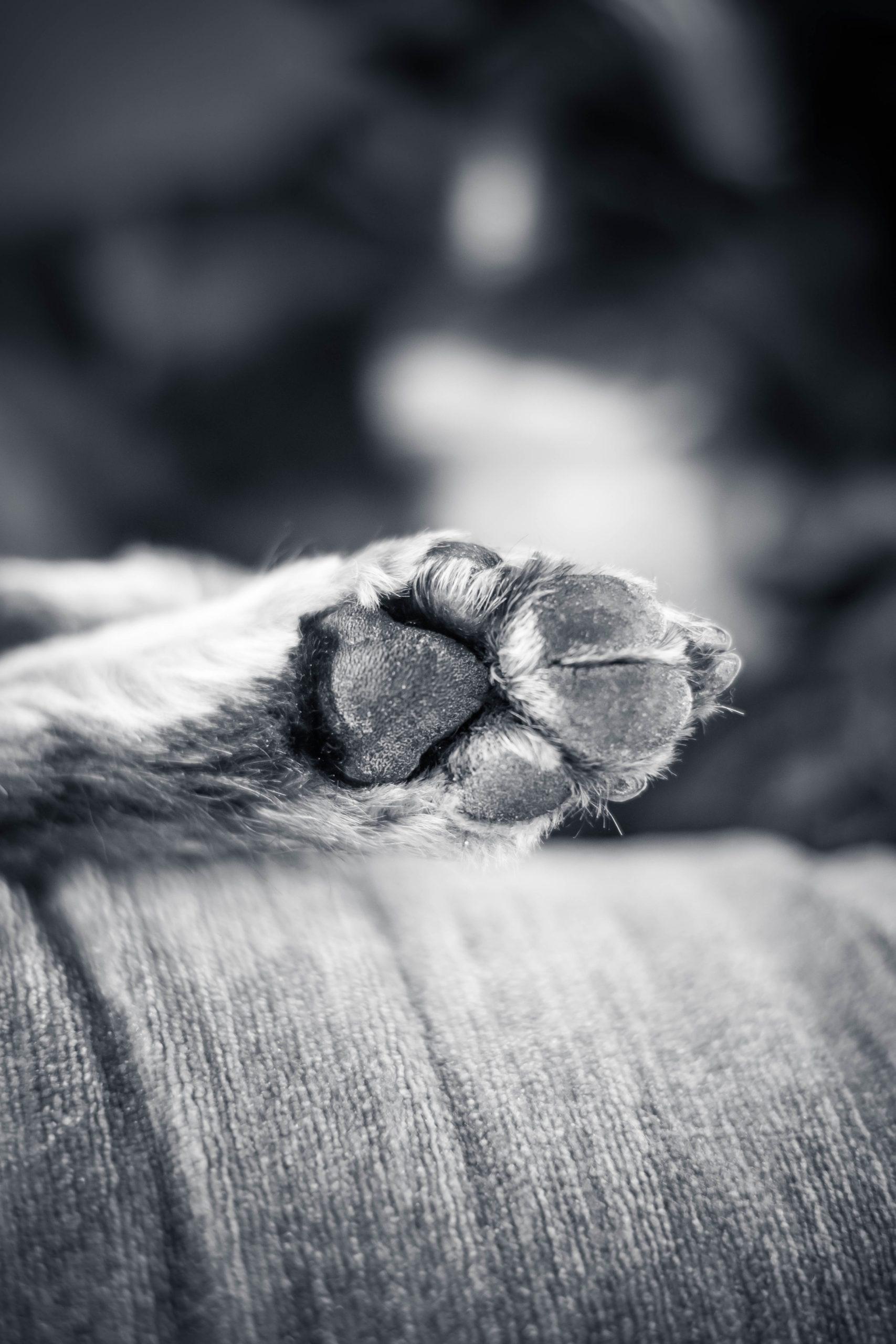 Vets Near Me For Dogs Orlando FL