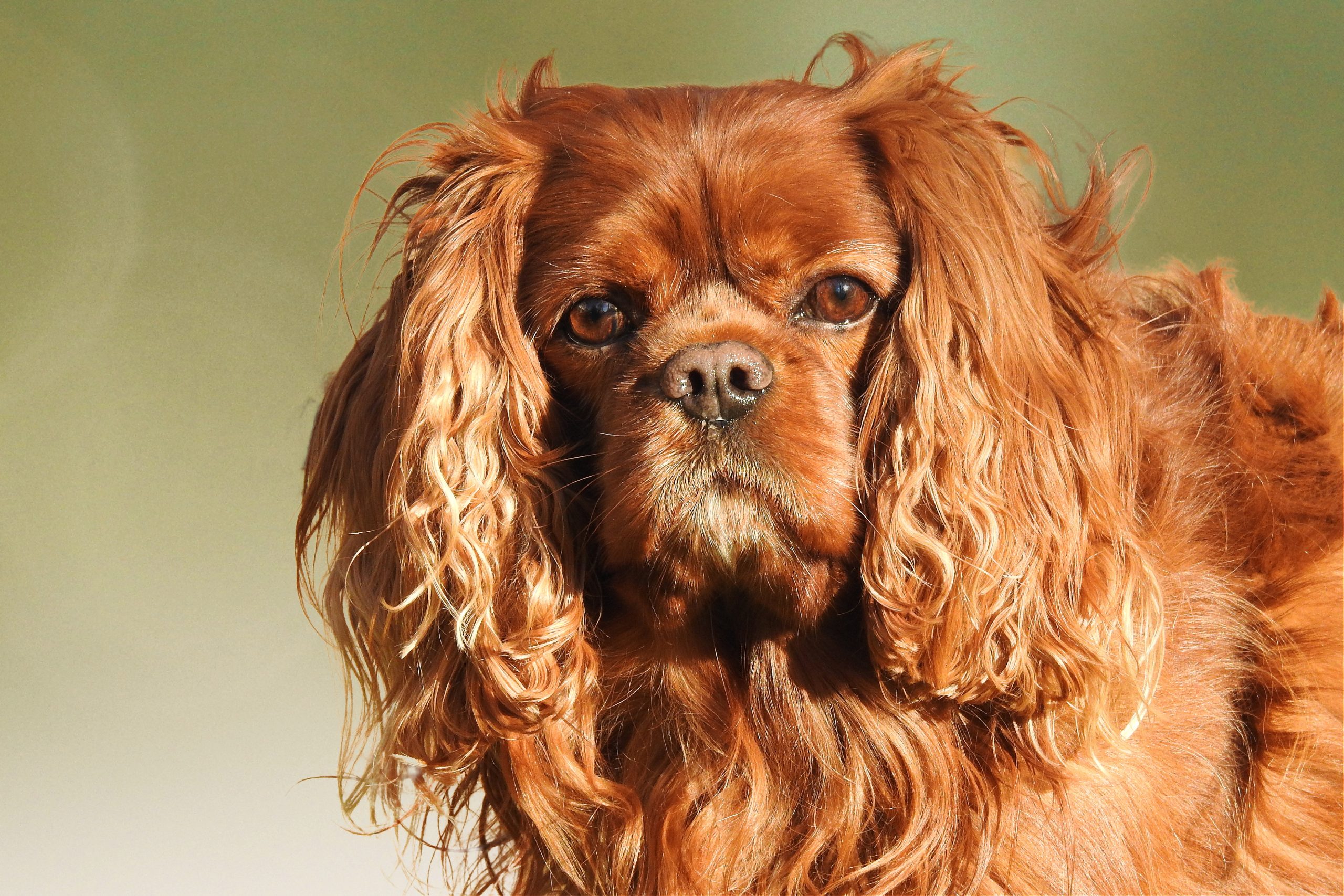 Veterinarian Cincinnati OH