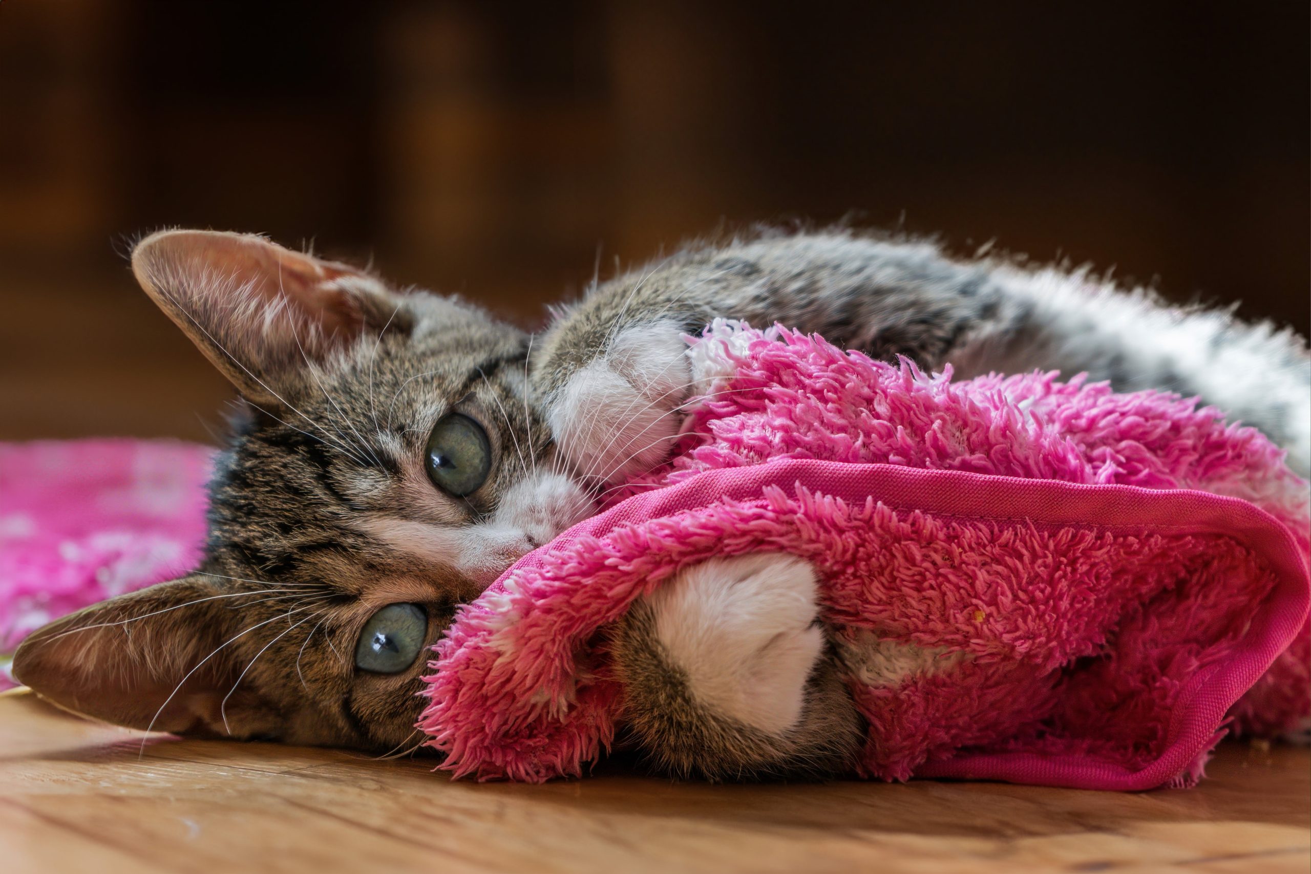 Online Vet Appointment Greensboro NC