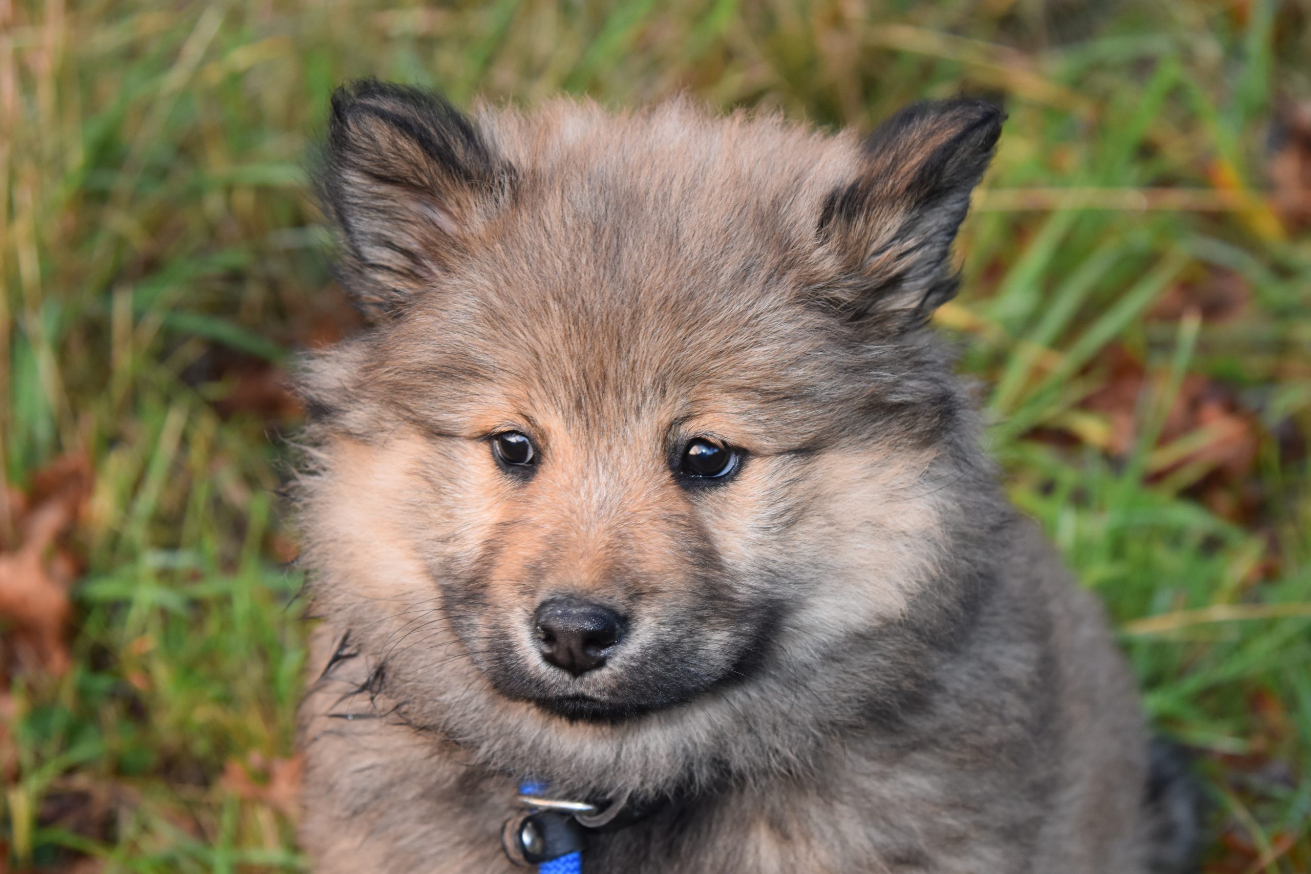Best Vets Anchorage AK