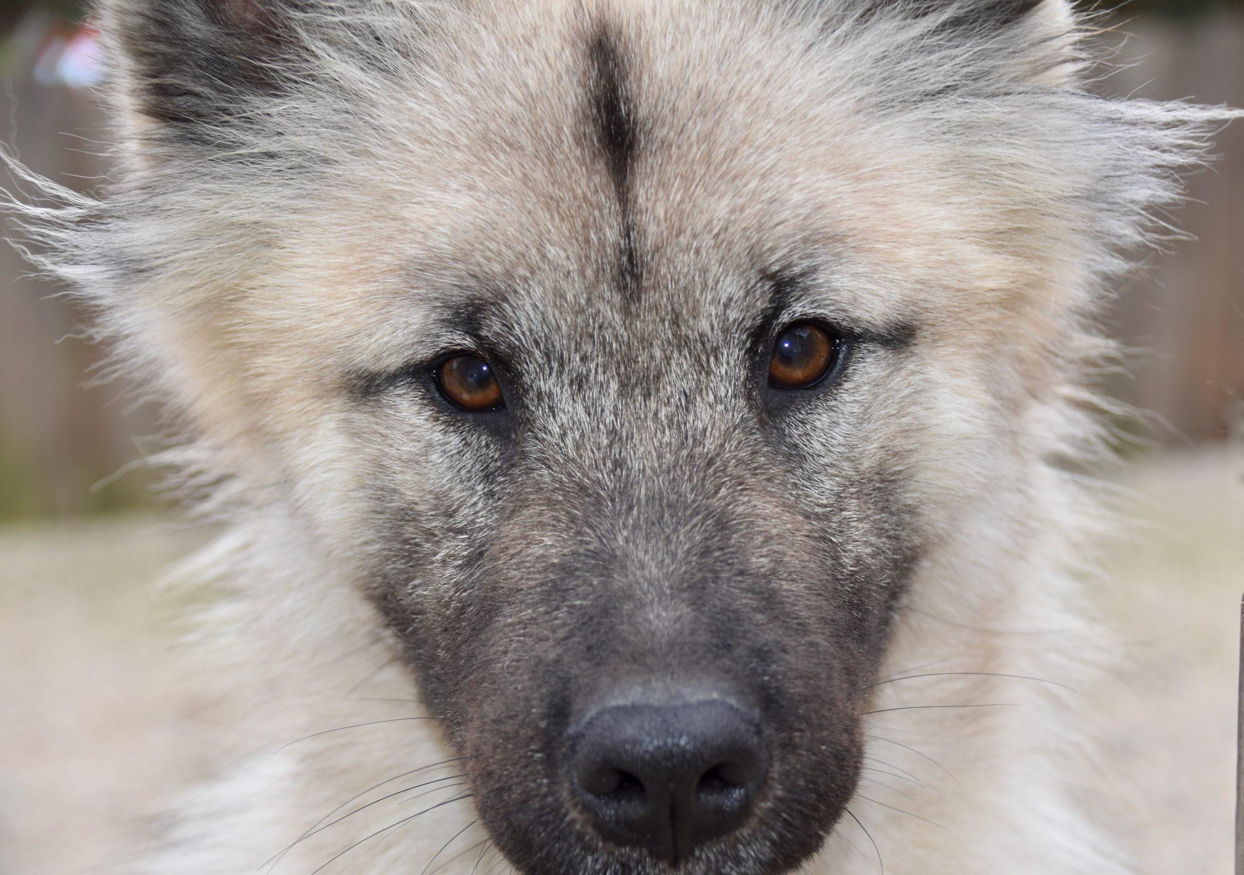 Online Vet Appointment Jersey City NJ