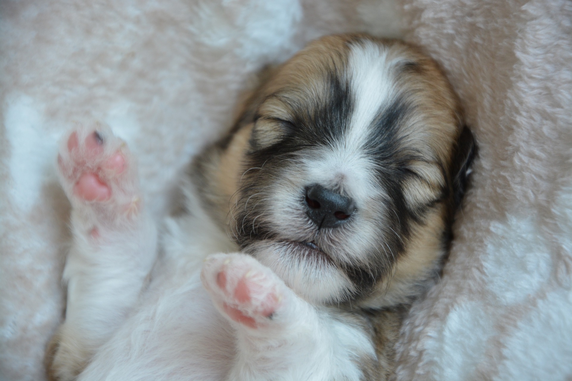 Veterinarian Madison WI