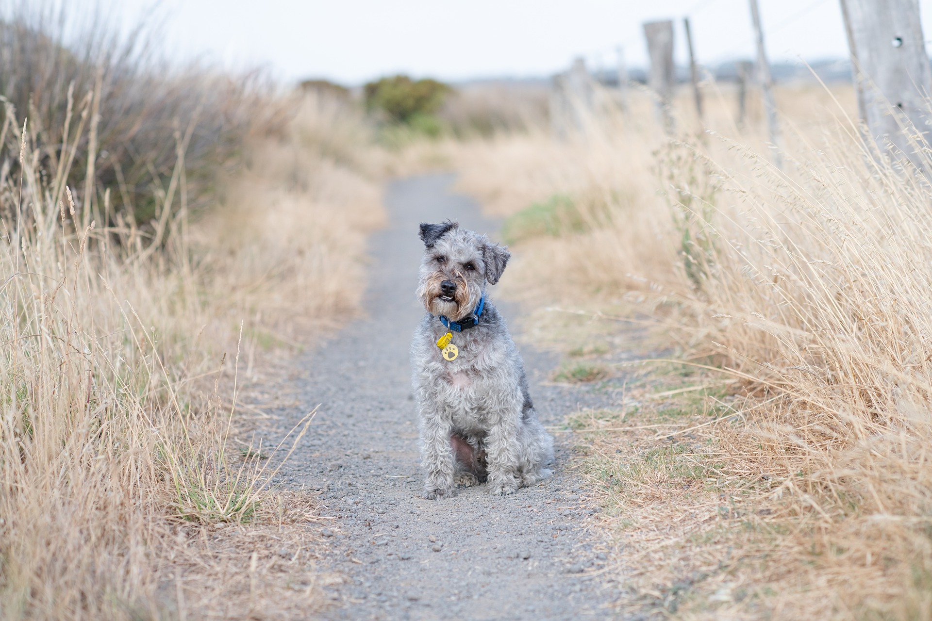 Vets Near Me For Dogs Reno NV
