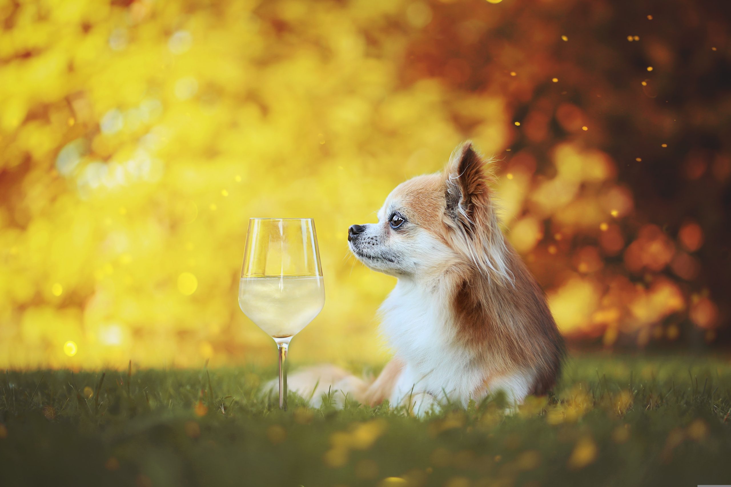 Online Vet Lubbock TX