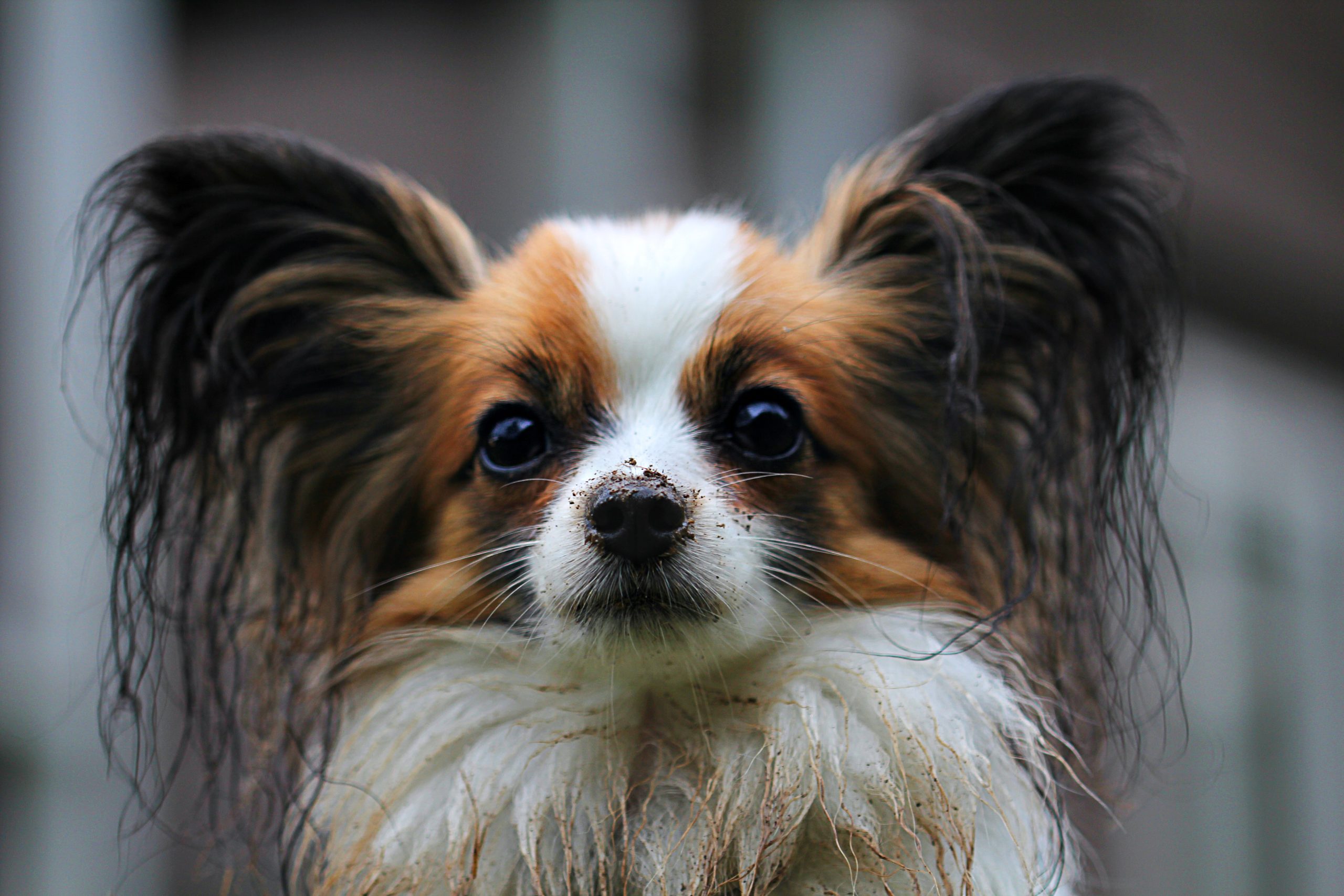 Online Vet Honolulu HI