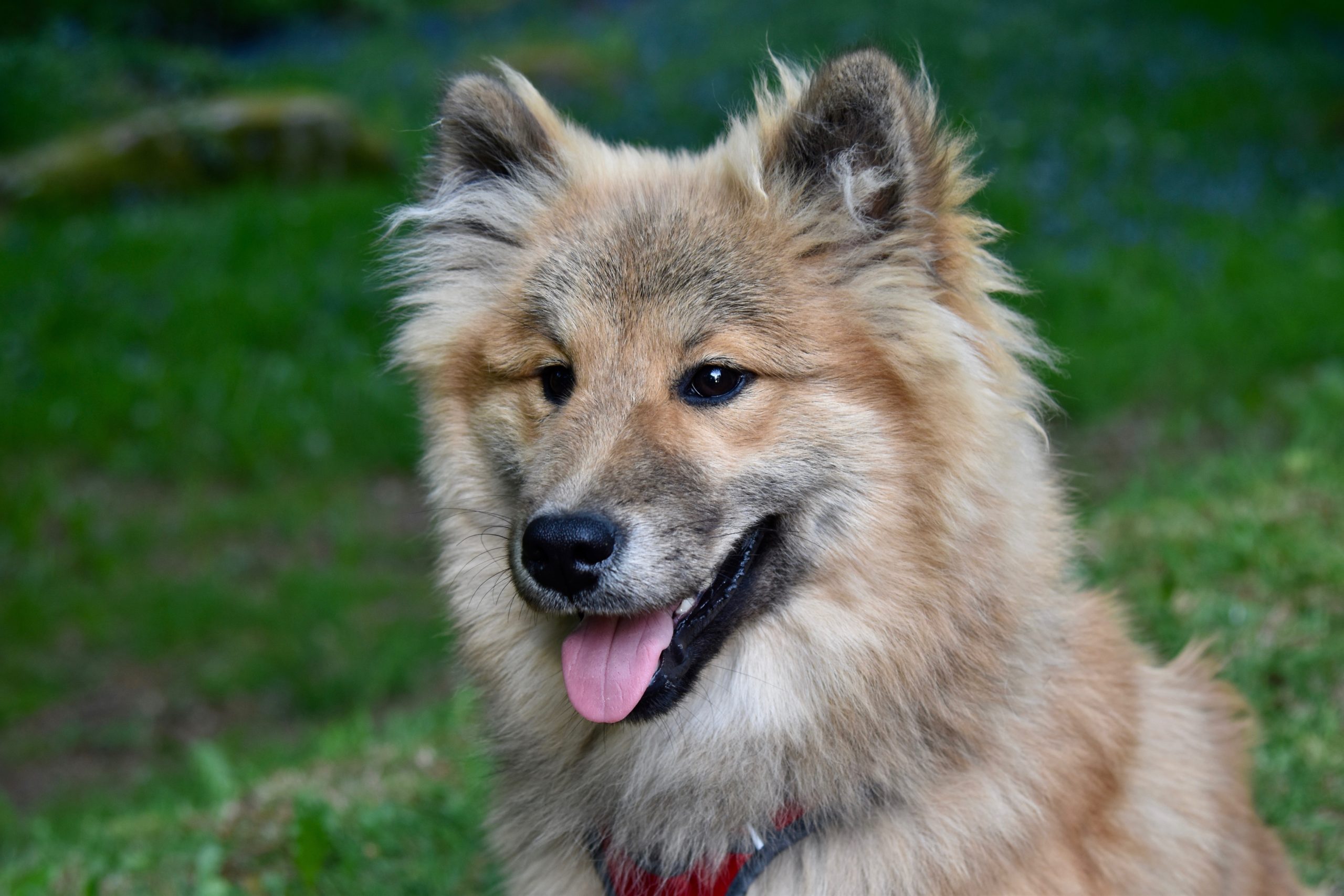 Veterinarian Henderson NV 