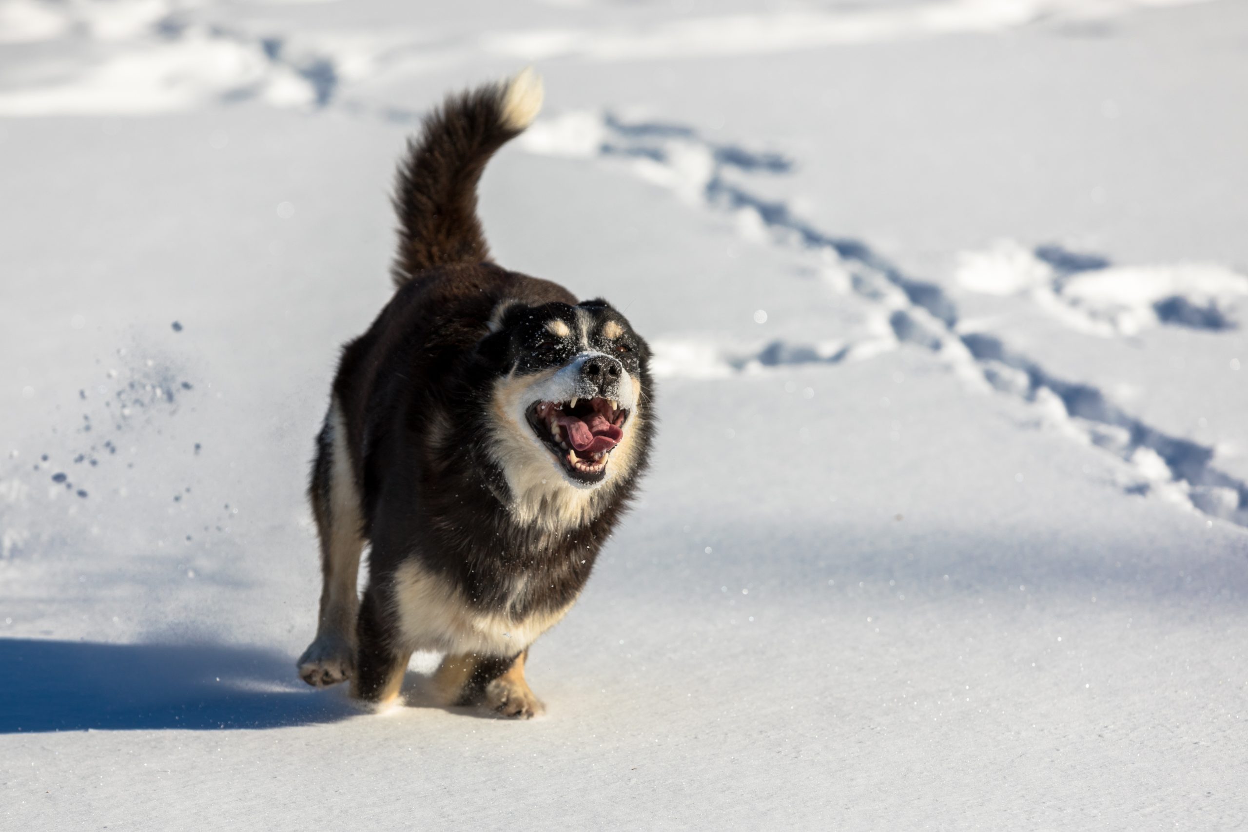 Online Vet Lexington KY