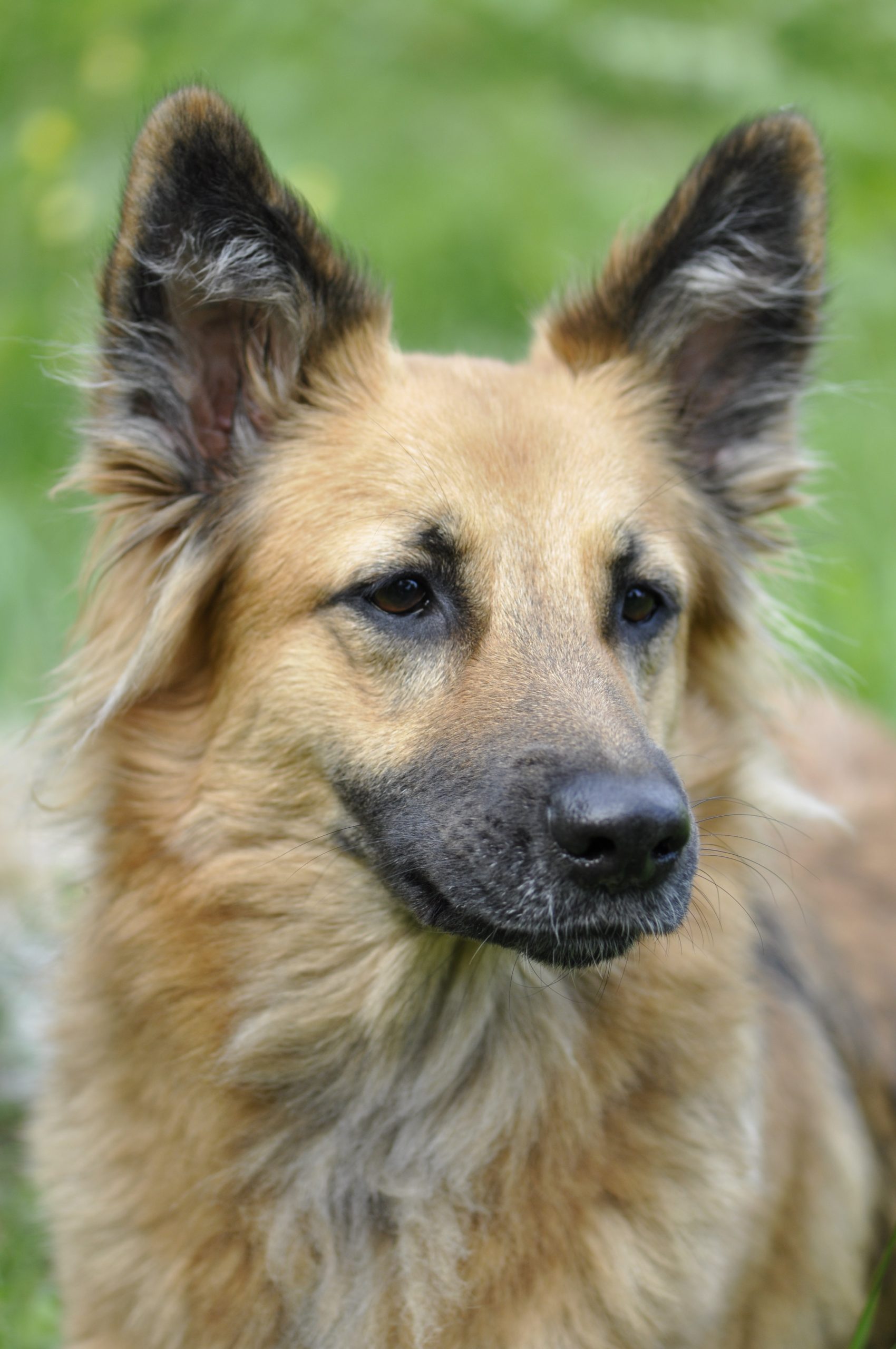 Online Vet Appointment Santa Ana CA