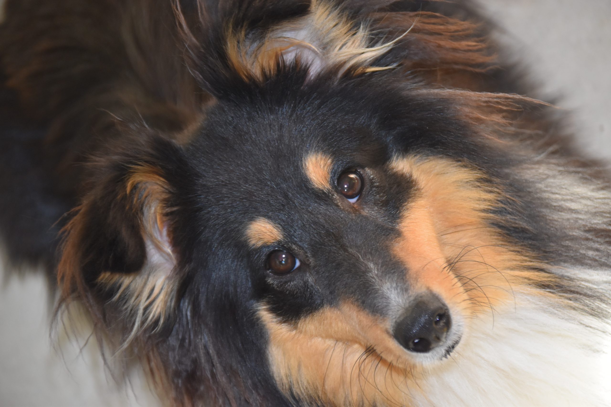 Veterinarian Durham NC