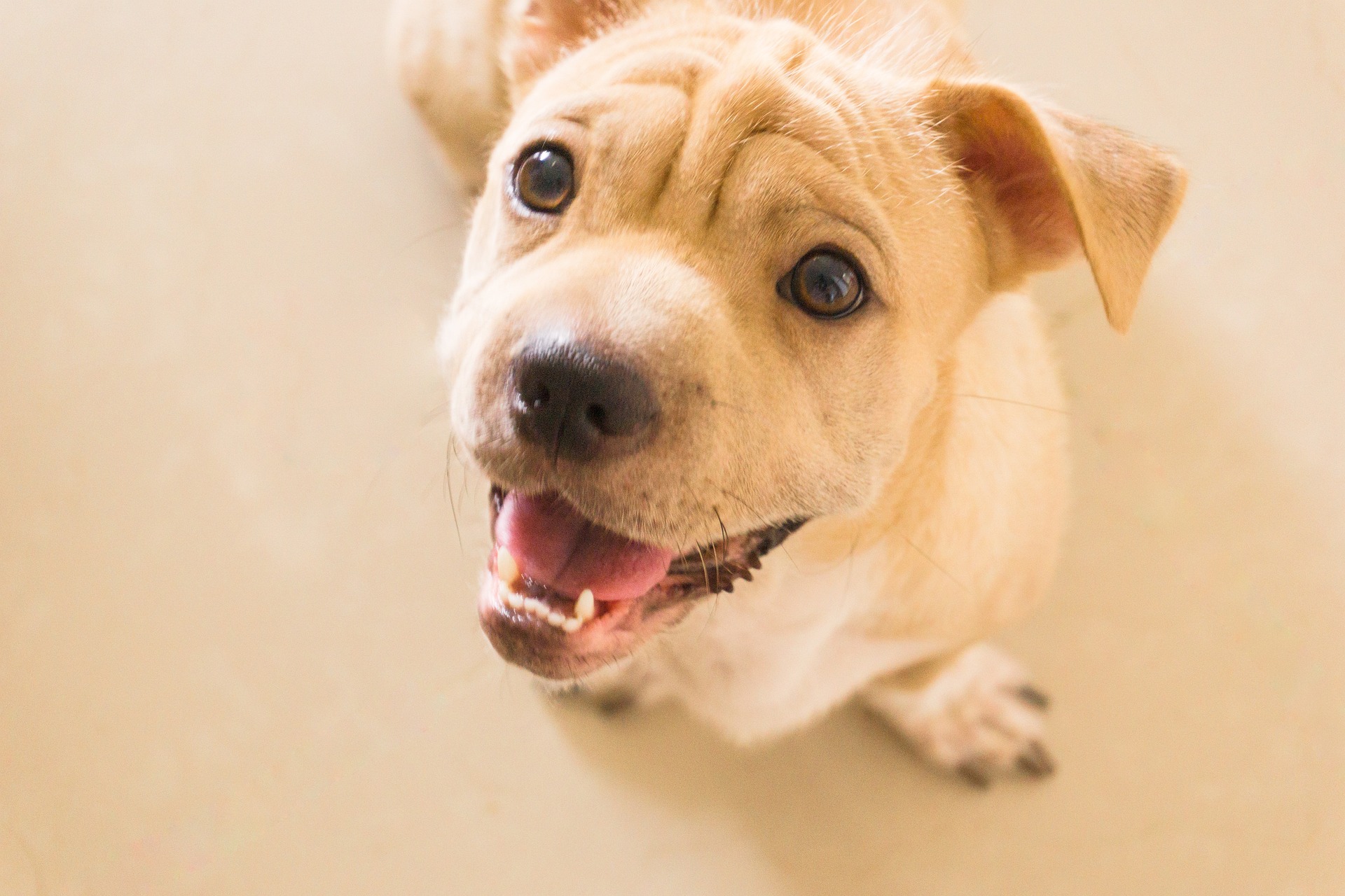 Vets Near Me For Dogs Gibert AZ