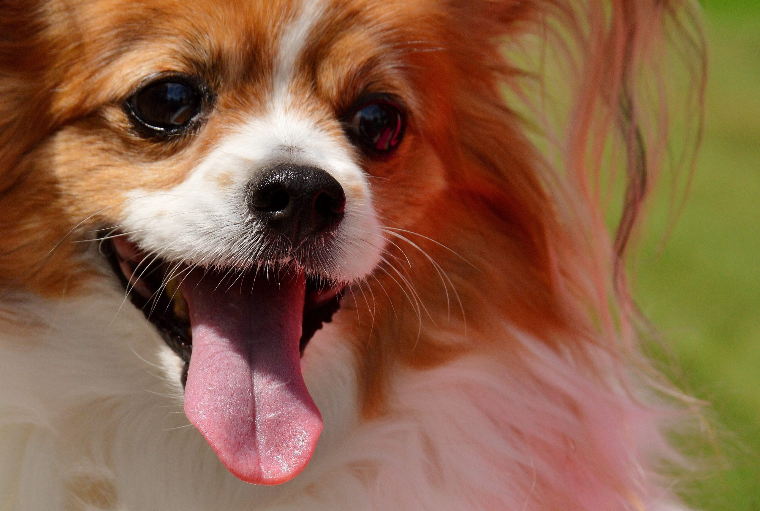 Online Vet Pittsburgh PA
