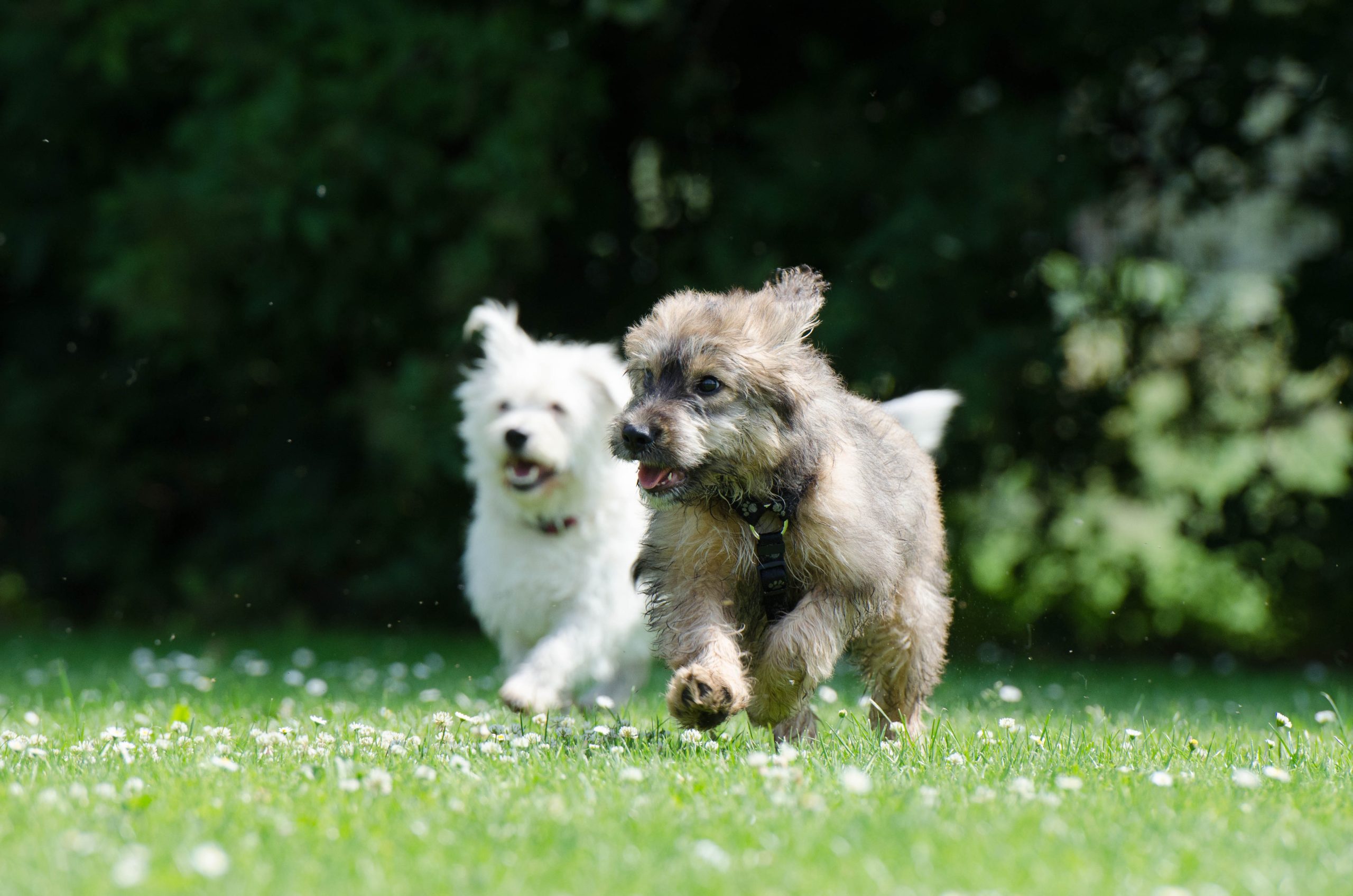 Veterinarian St Louis MO