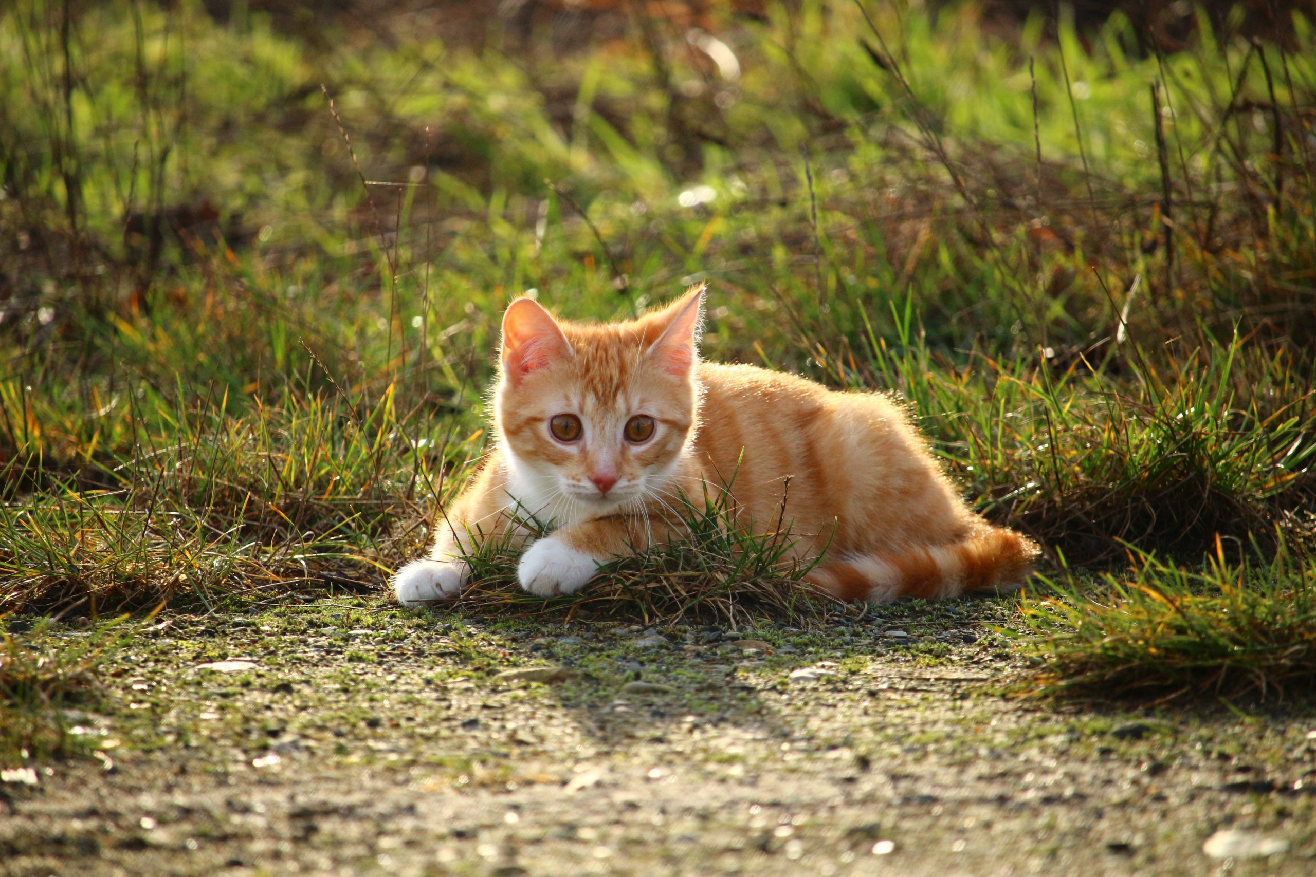 Veterinarian Plano TX