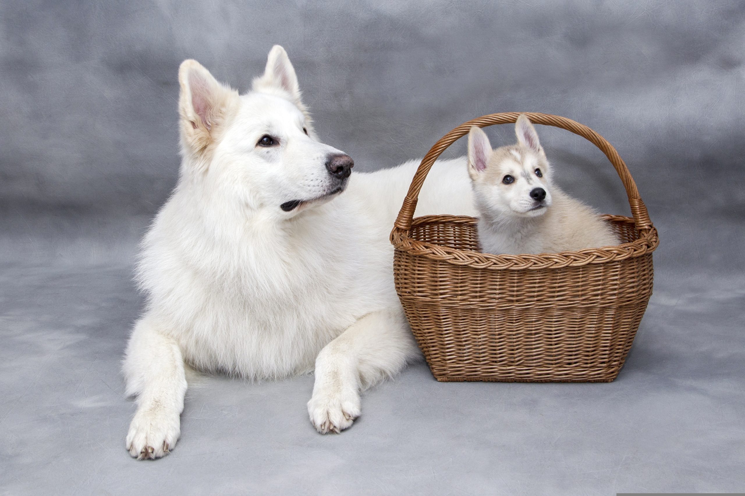 Veterinarian Henderson NV 
