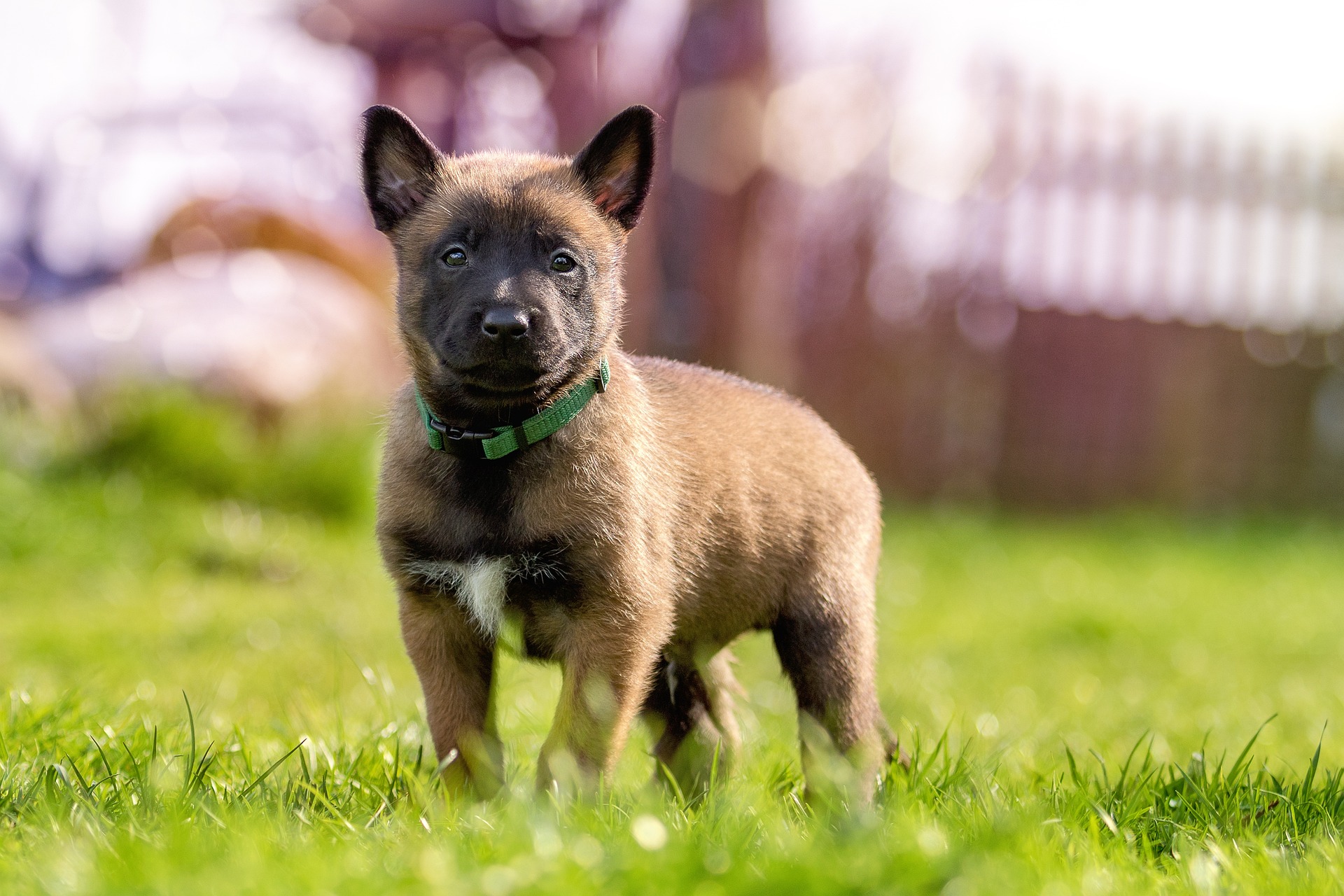 Veterinarian Madison WI