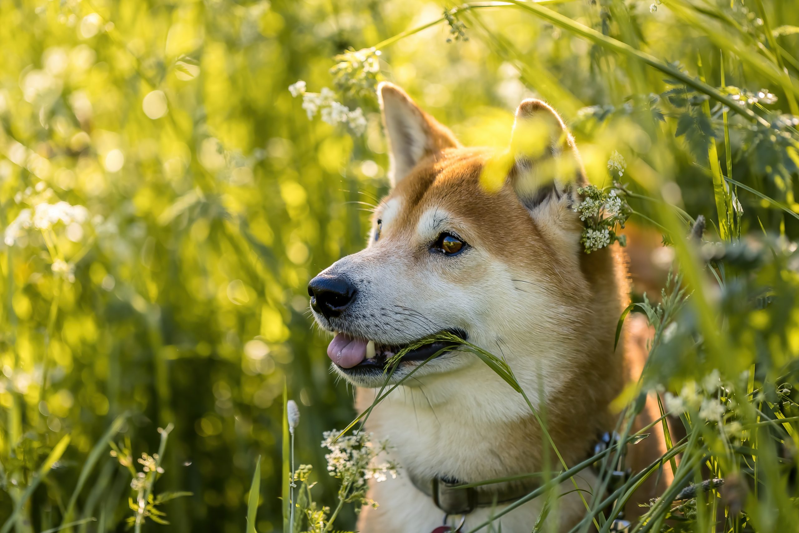 Online Vet Appointment Anaheim CA