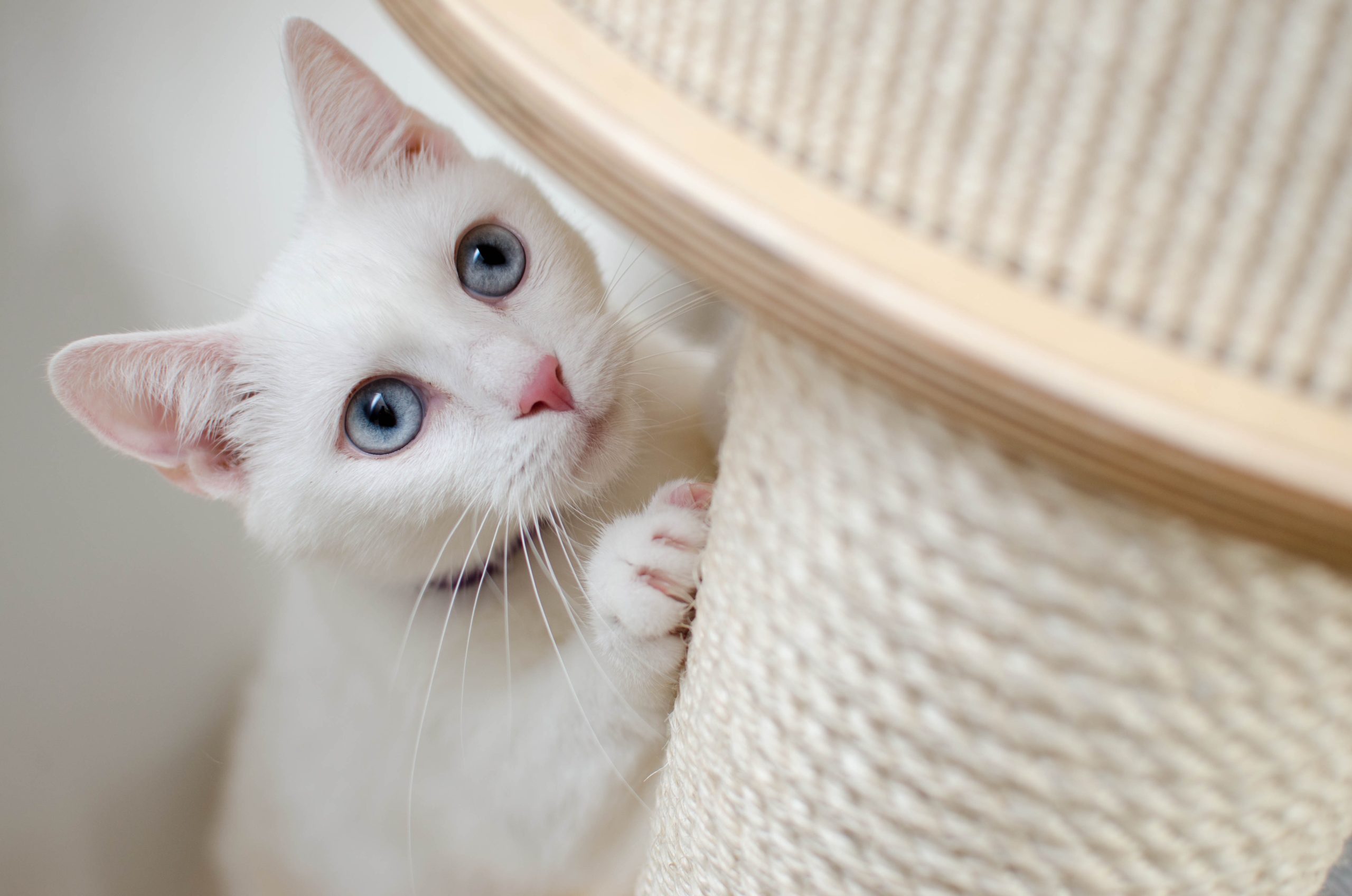 Online Vet Appointment Greensboro NC