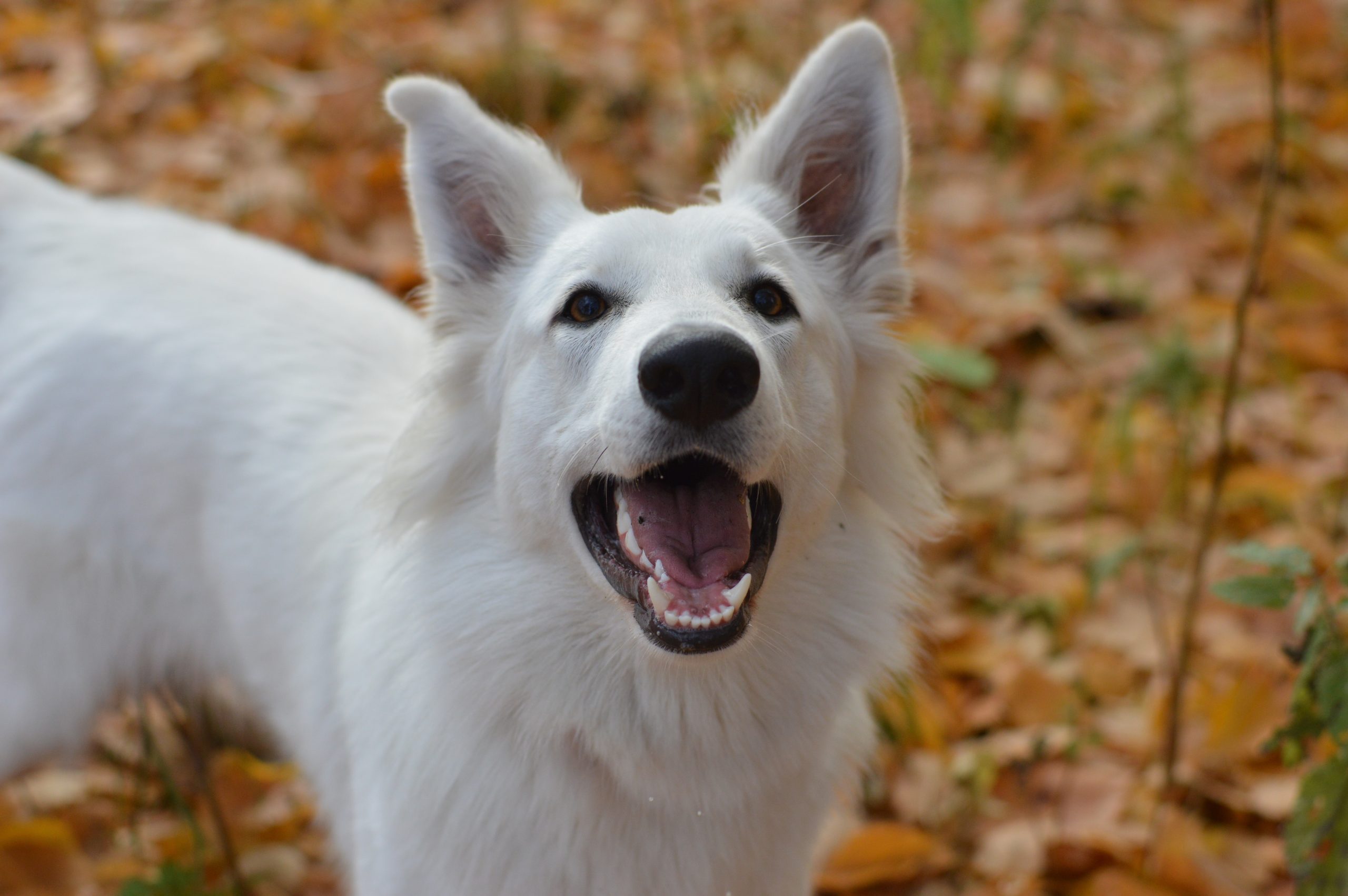 Online Vet Appointment Jersey City NJ