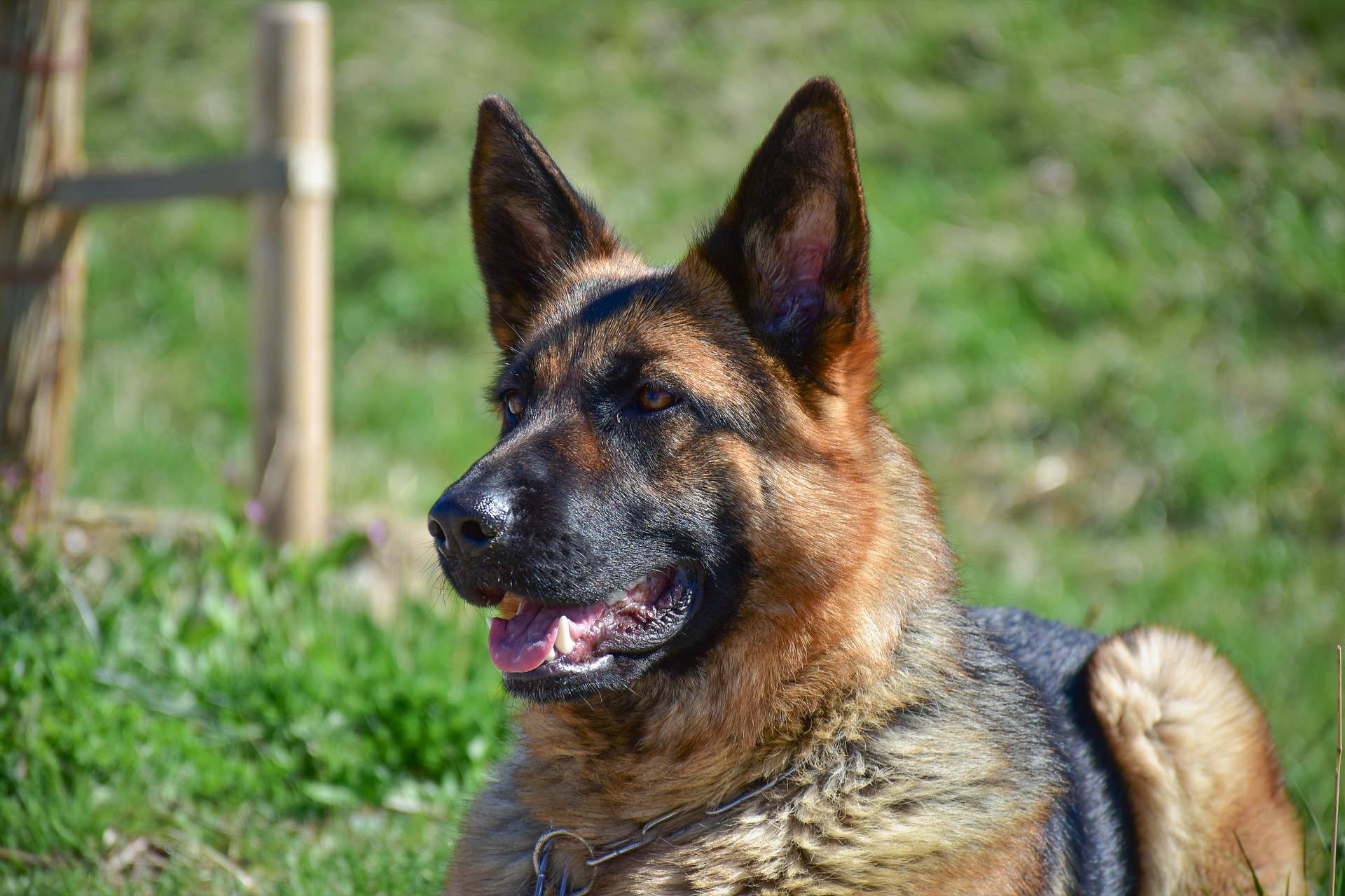 Vets Near Me For Dogs Reno NV
