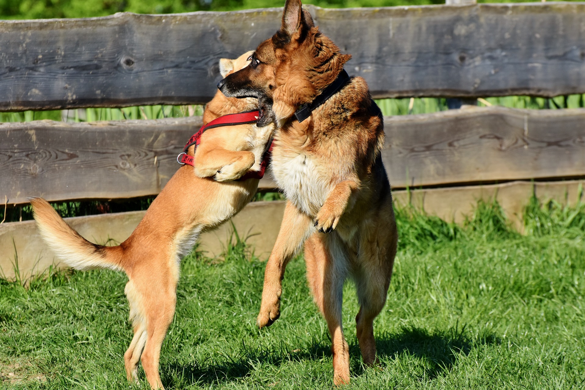 Online Vet Appointment Fort Wayne IN