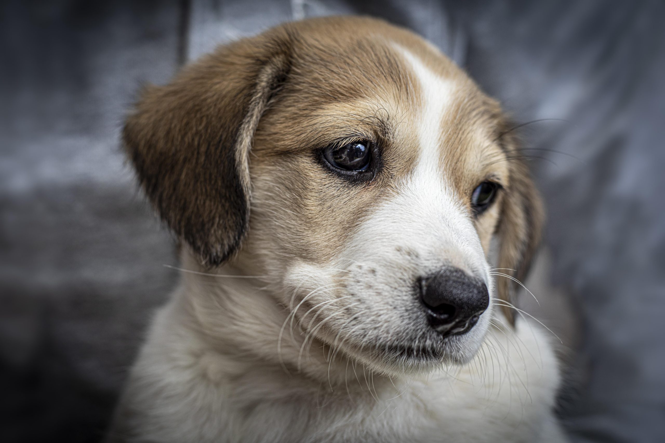 Veterinarian Riverside CA