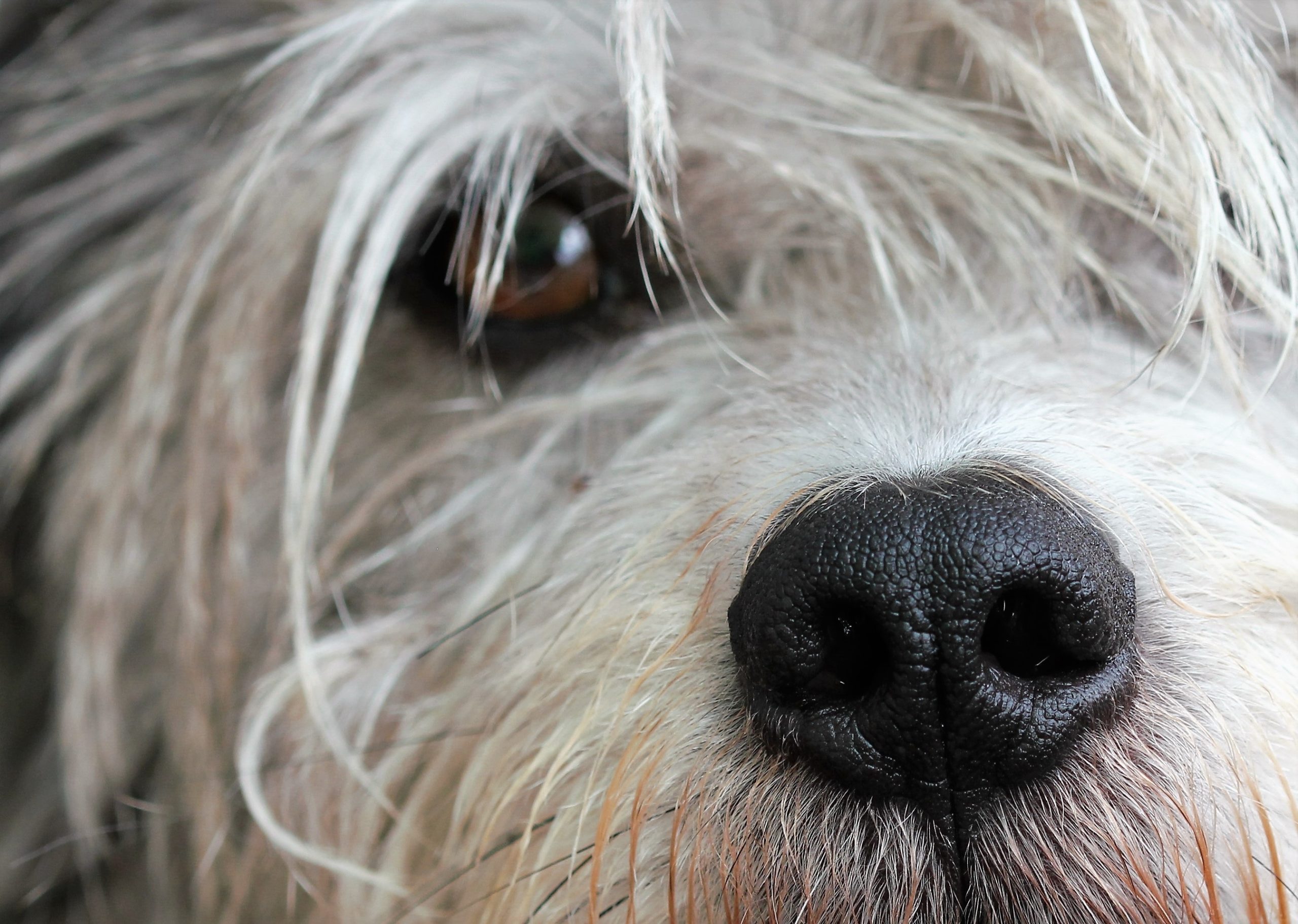 Vets Near Me For Dogs Orlando FL
