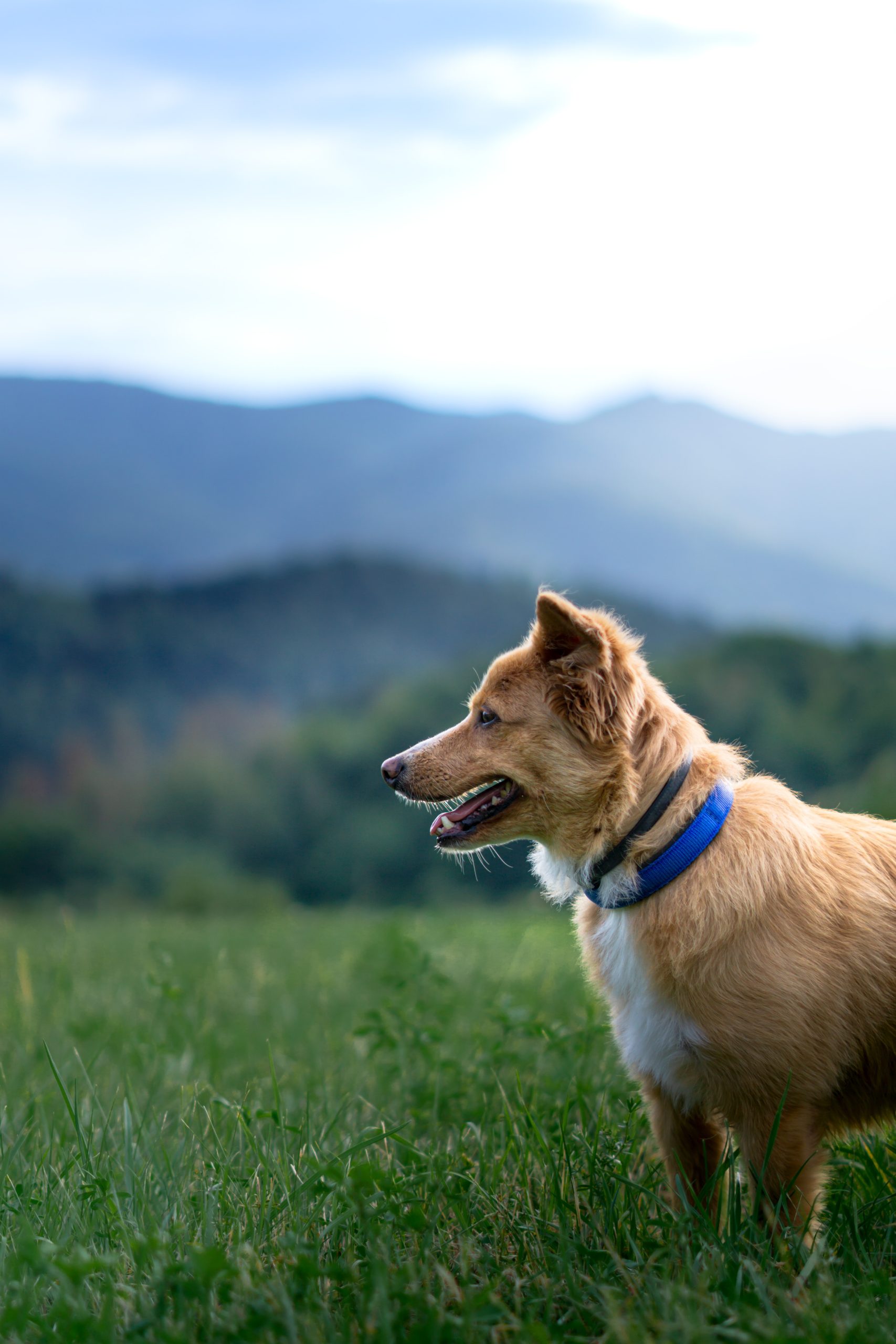 Online Vet Appointment Newark NJ 