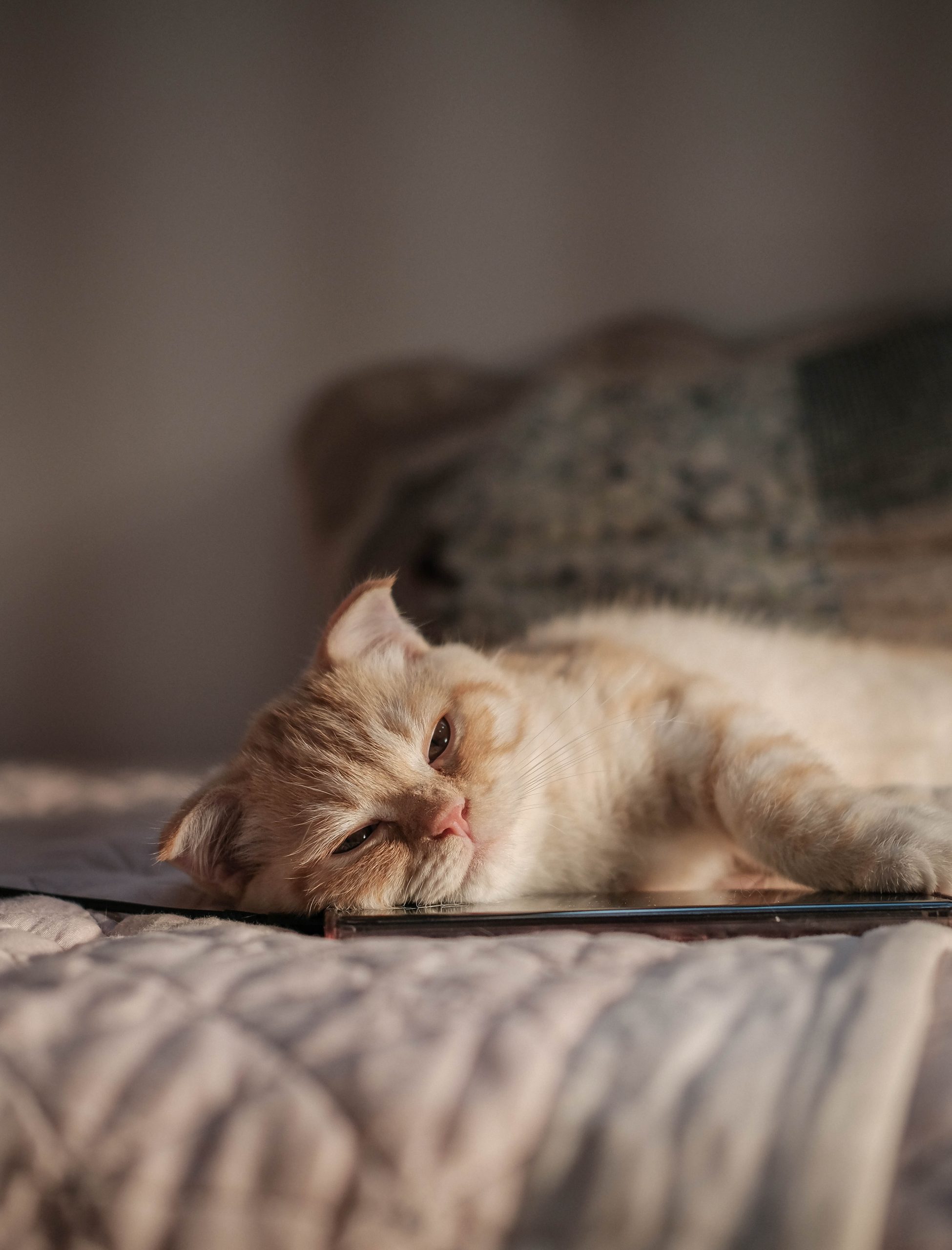 Online Vet Lexington KY