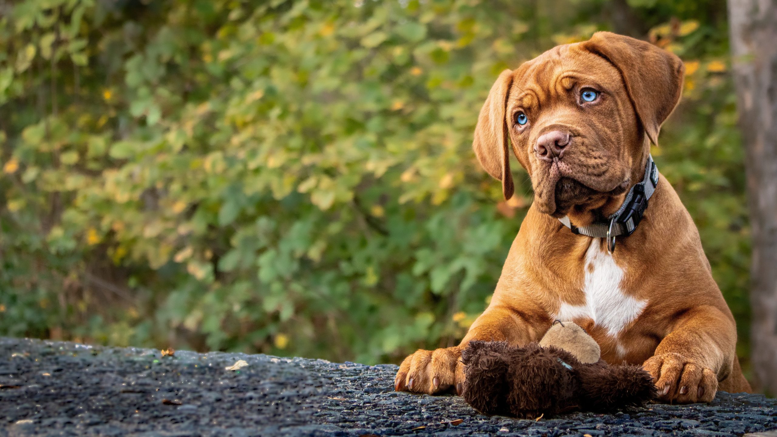 Online Vet Appointment Santa Ana CA